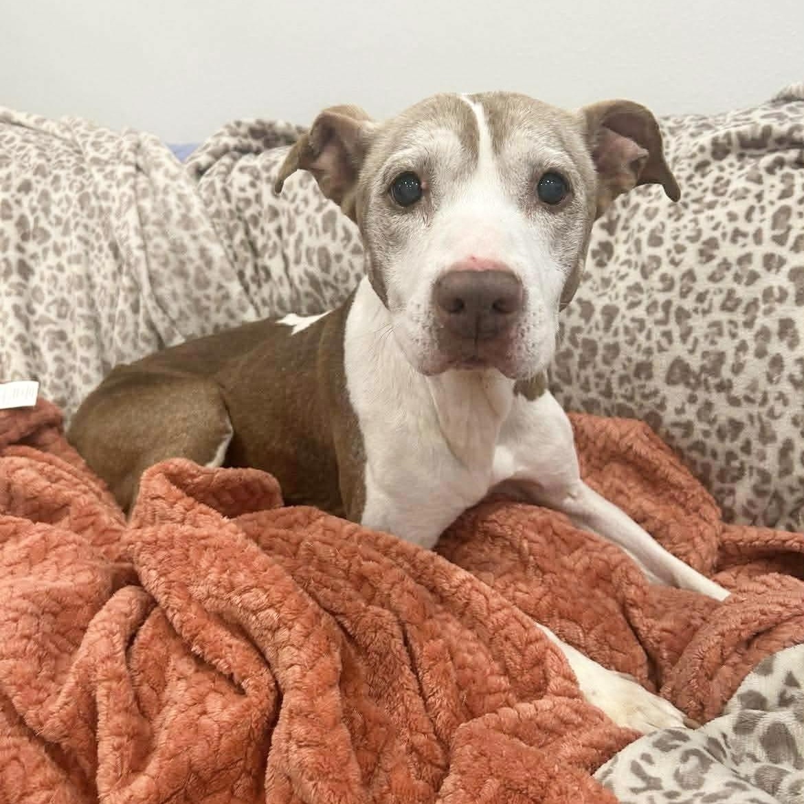 Enlarge Ember the Angel, a ADOPTABLE Pit Bull Terrier in West Hartford , CT image 2/5