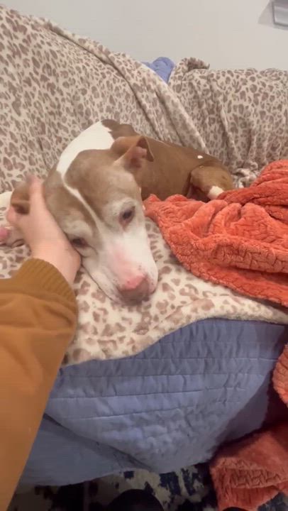 Enlarge Ember the Angel, a ADOPTABLE Pit Bull Terrier in West Hartford , CT video 4/5