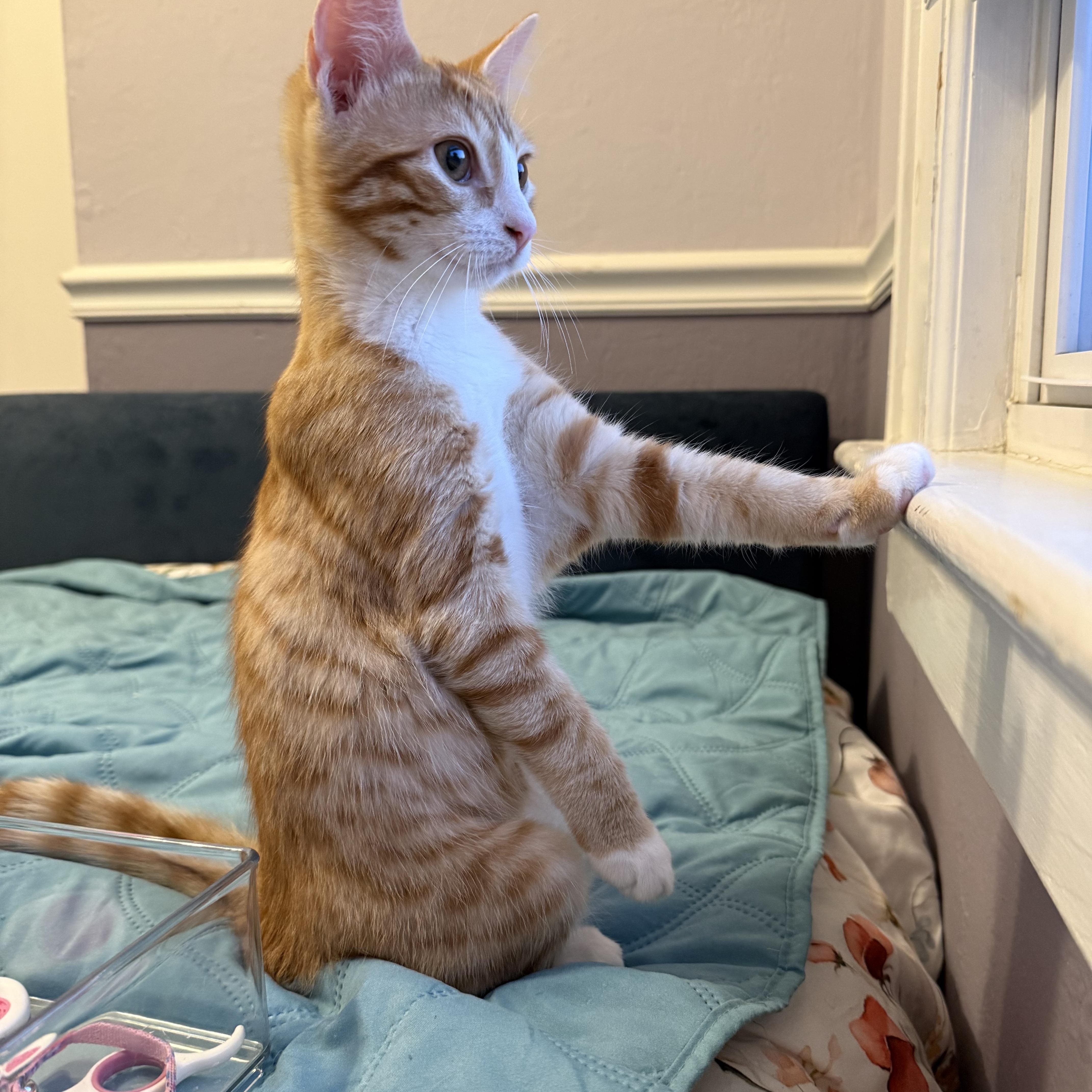 Enlarge June, a Adopted Domestic Short Hair in Colonia, NJ image 6/6