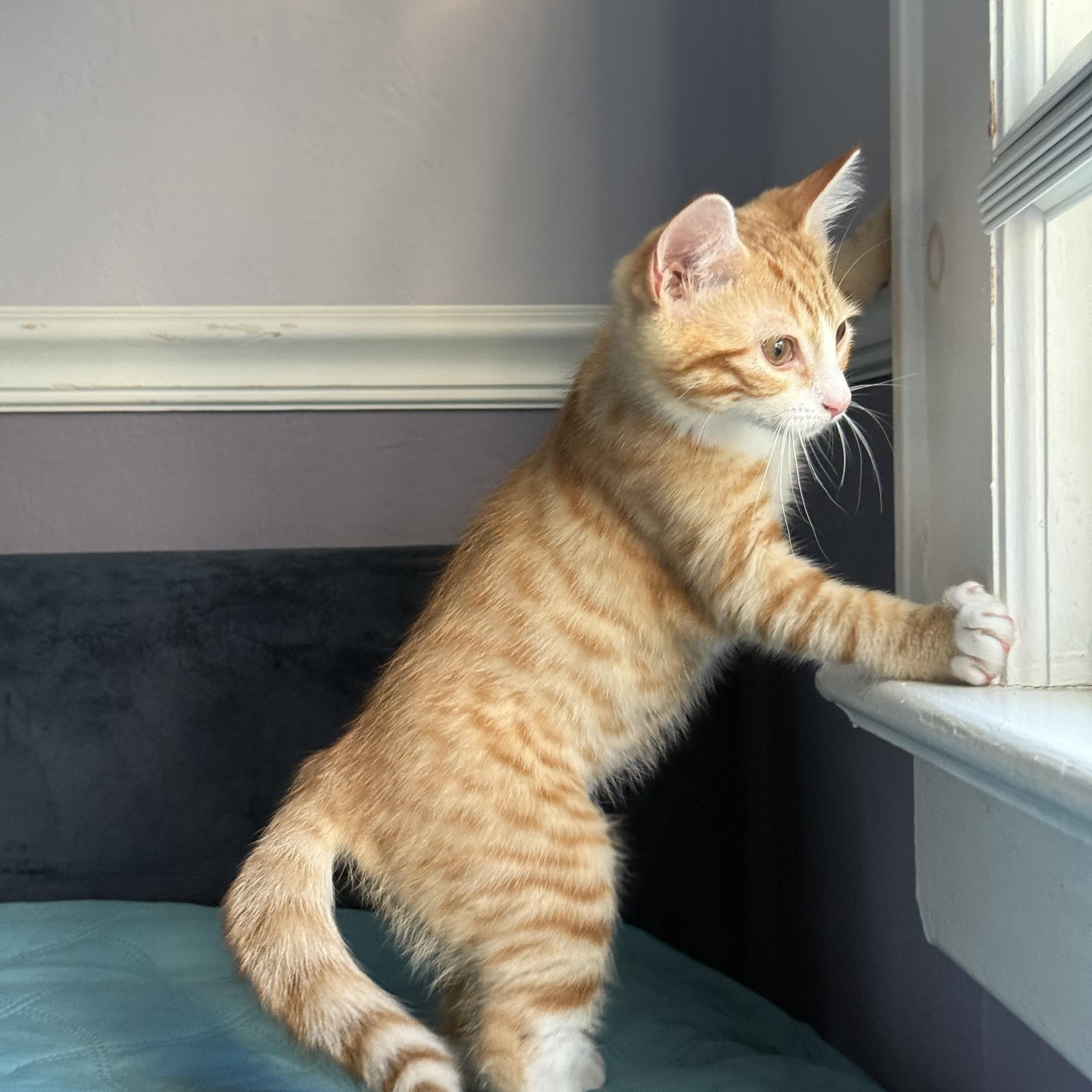 June, Adopted, Kitten Female Domestic Short Hair.