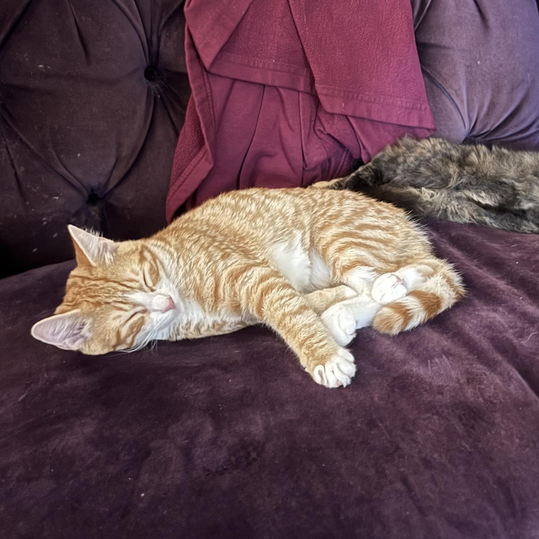 Enlarge June, a Adopted Domestic Short Hair in Colonia, NJ image 3/6