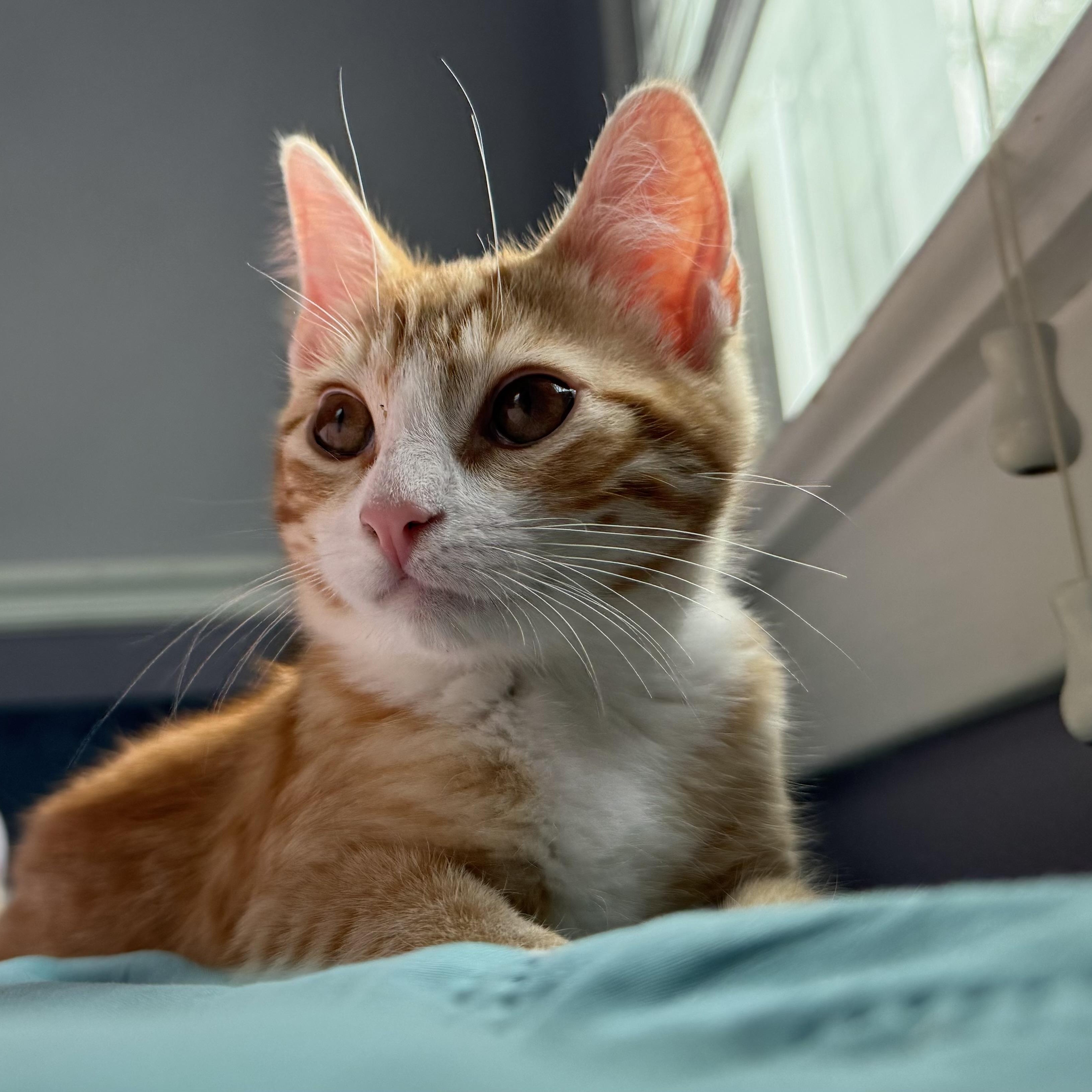 Enlarge June, a Adopted Domestic Short Hair in Colonia, NJ image 5/6