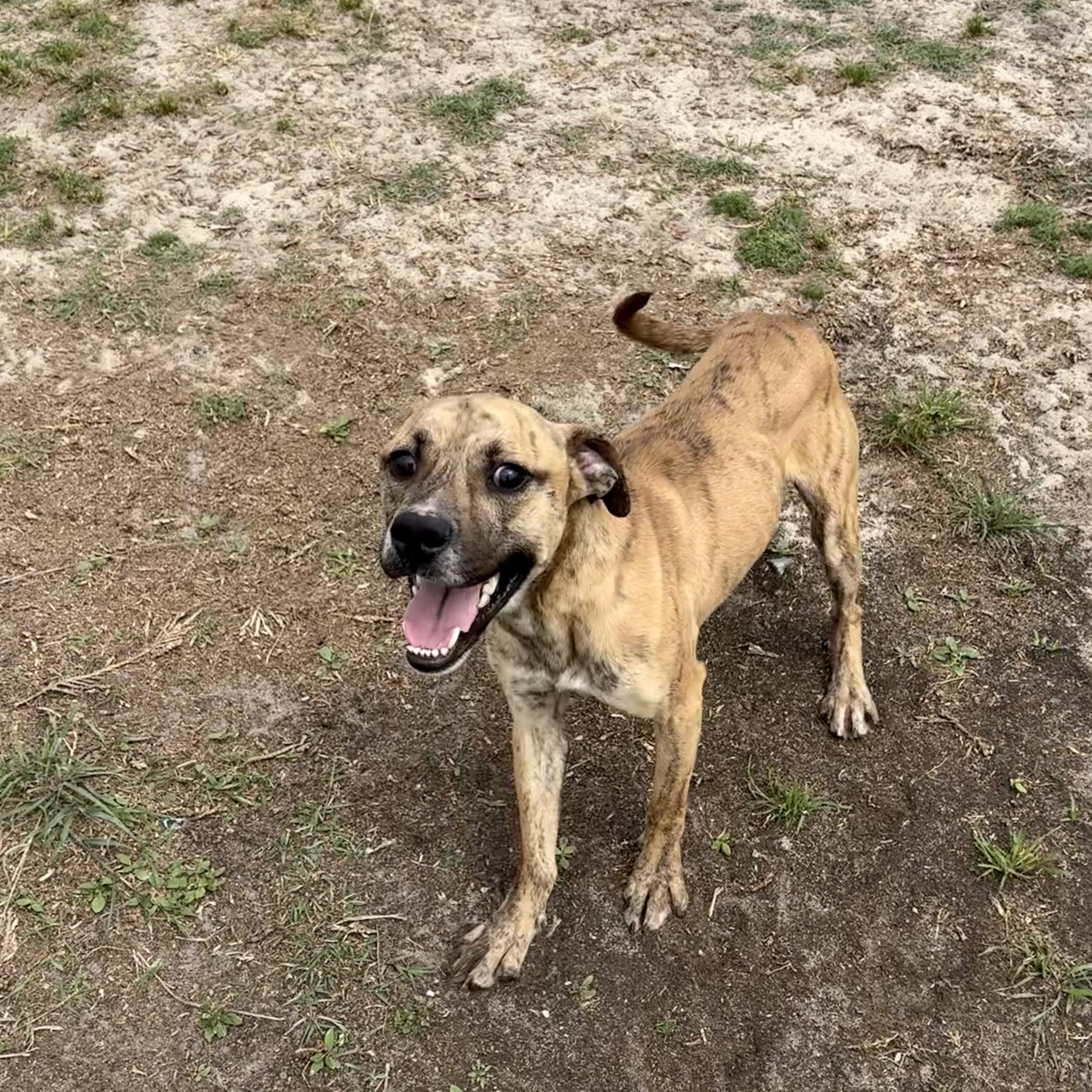 Enlarge Theo, a ADOPTABLE mixed breed in Valdosta, GA image 2/3