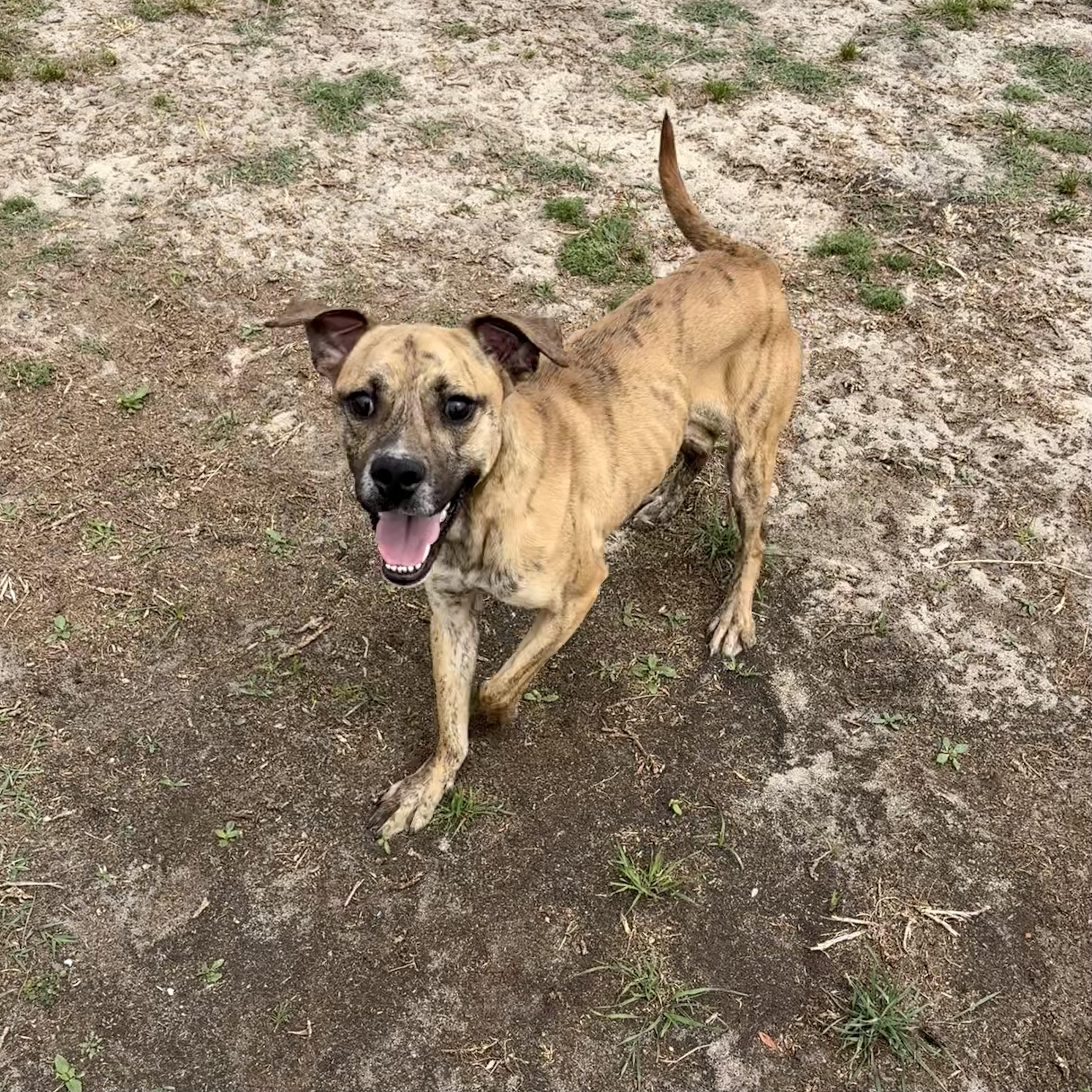 Theo, ADOPTABLE, Young Male Boxer & Pit Bull Terrier.