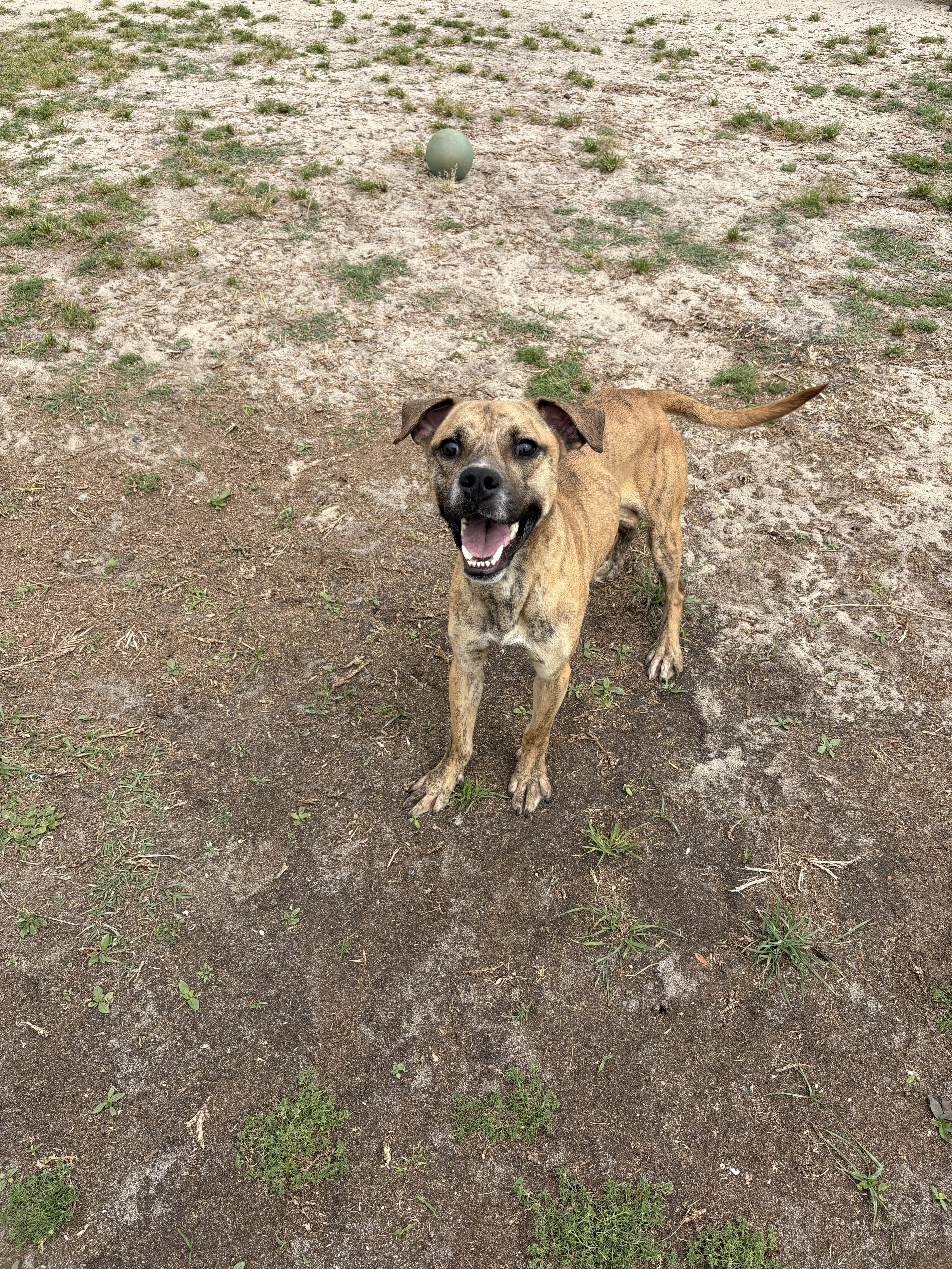 Enlarge Theo, a ADOPTABLE mixed breed in Valdosta, GA image 3/3