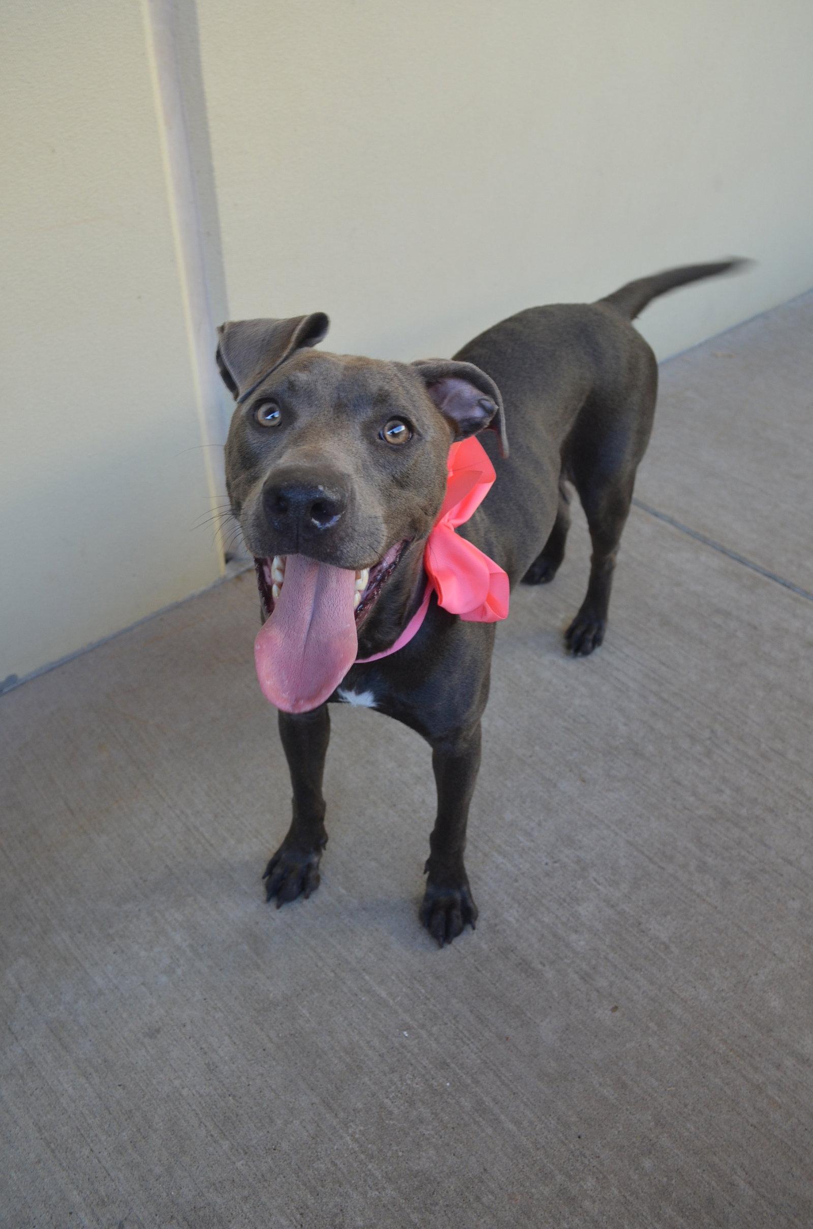Enlarge Bloop, a Adoptable Pit Bull Terrier in McKinney, TX image 1/3
