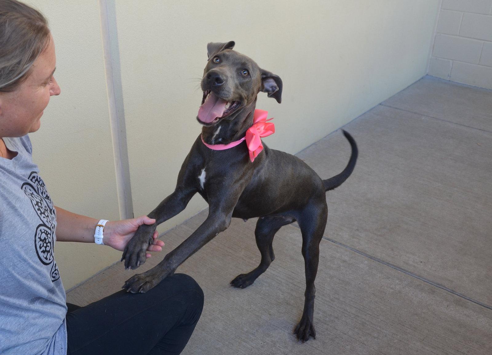 Enlarge Bloop, a Adoptable Pit Bull Terrier in McKinney, TX image 2/3