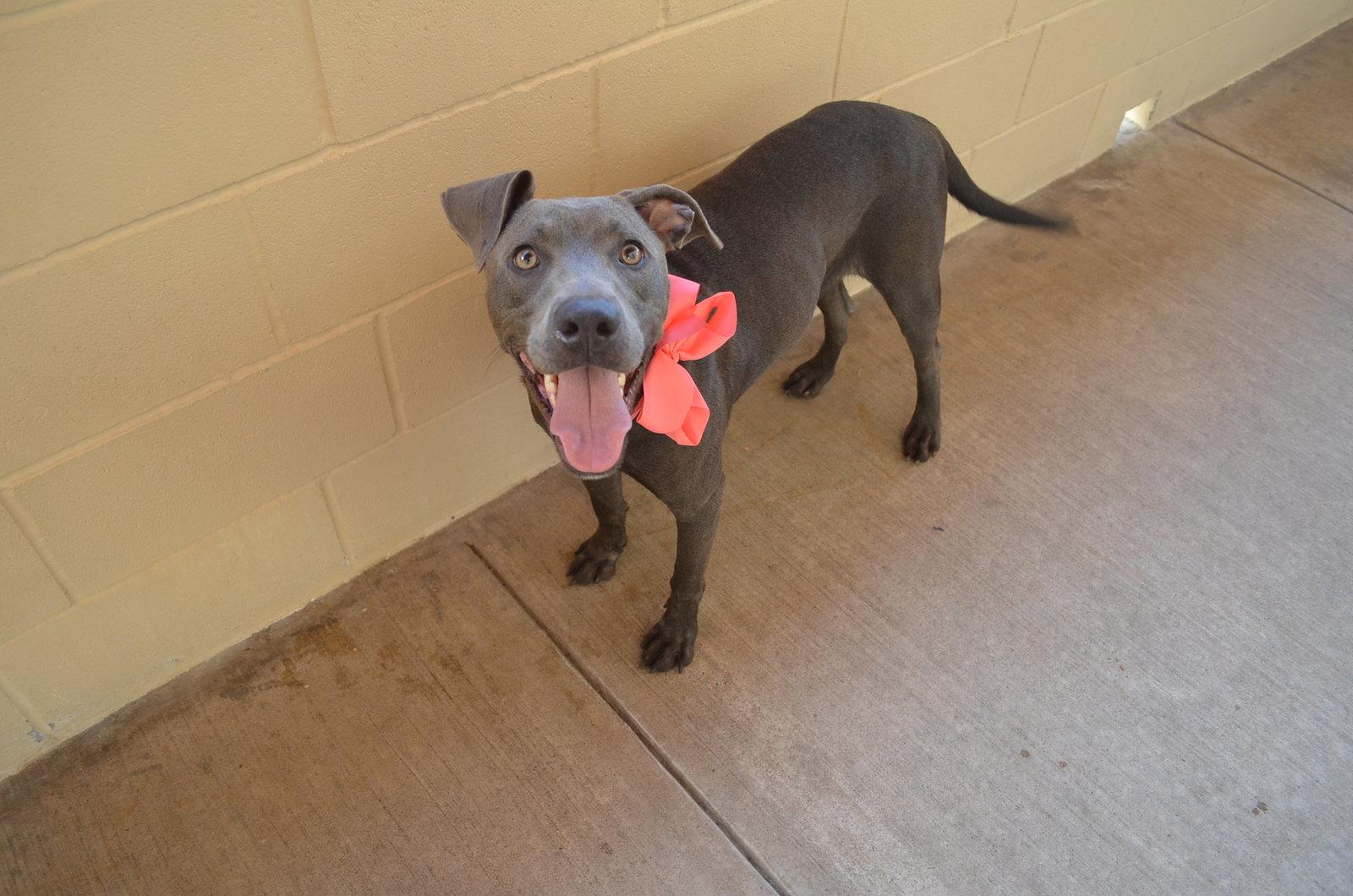 Enlarge Bloop, a Adoptable Pit Bull Terrier in McKinney, TX image 3/3