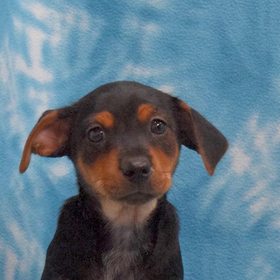 Ares, Adoptable, Puppy Male Dachshund.