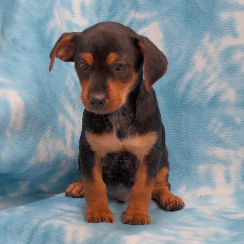 Enlarge Ares, a Adoptable Dachshund in Eureka, CA image 2/3