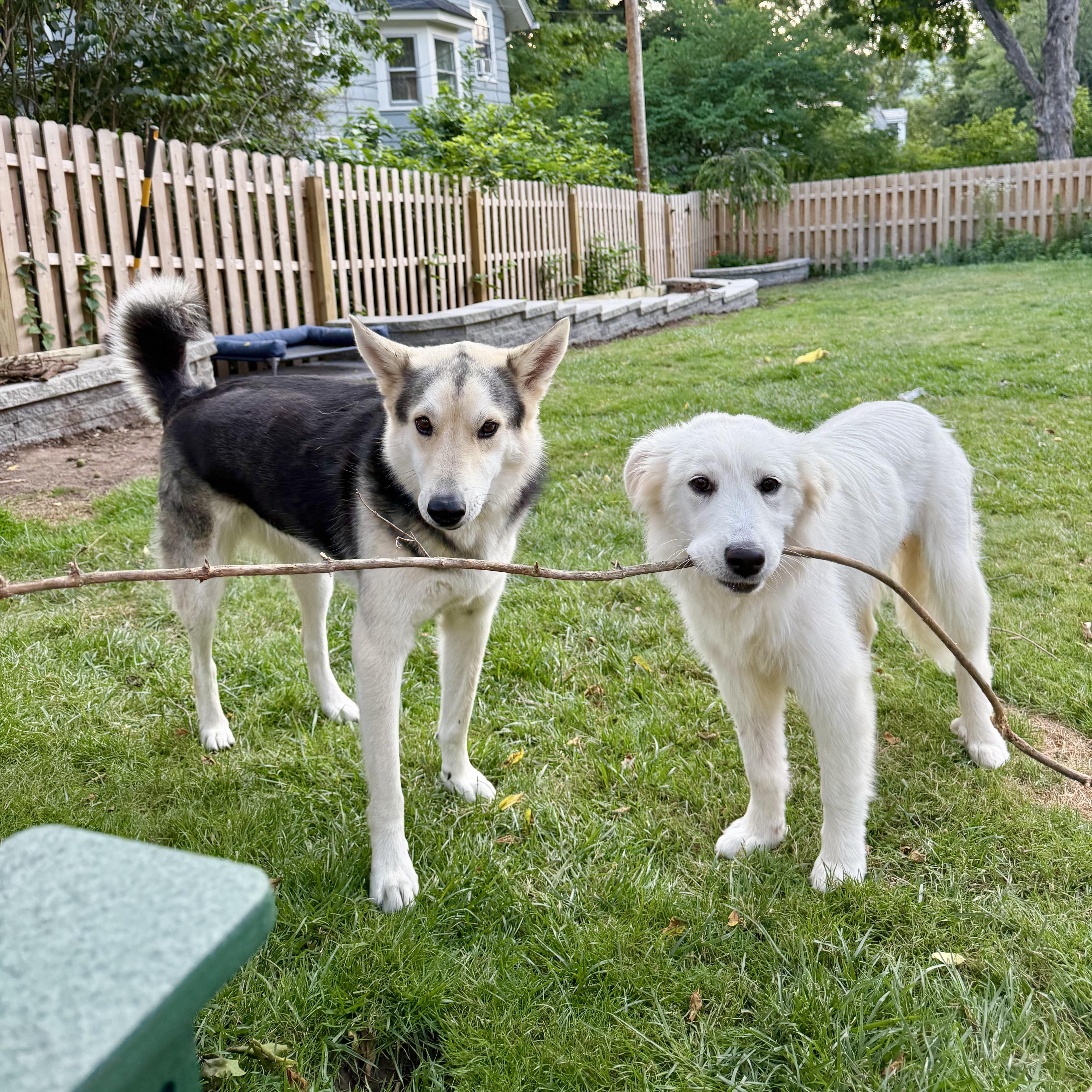 White Sand Beach, an adopted mixed breed in New York, NY image 3/6