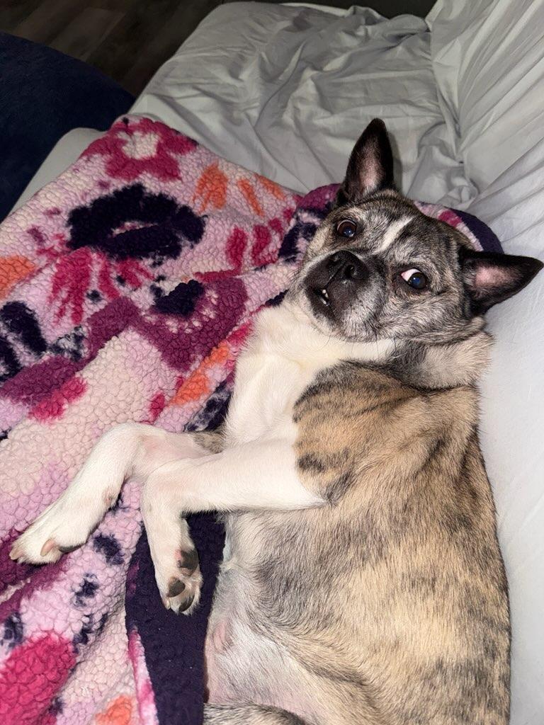 Handsome, a Adoptable Mixed Breed in Lake Cowichan, BC image 1/4