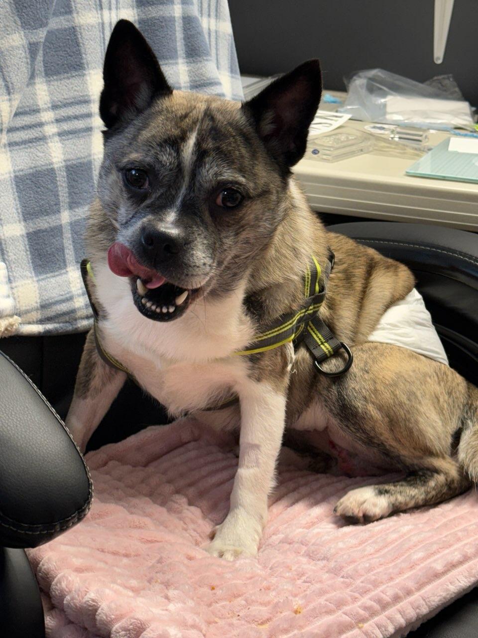 Handsome, a Adoptable Mixed Breed in Lake Cowichan, BC image 2/4