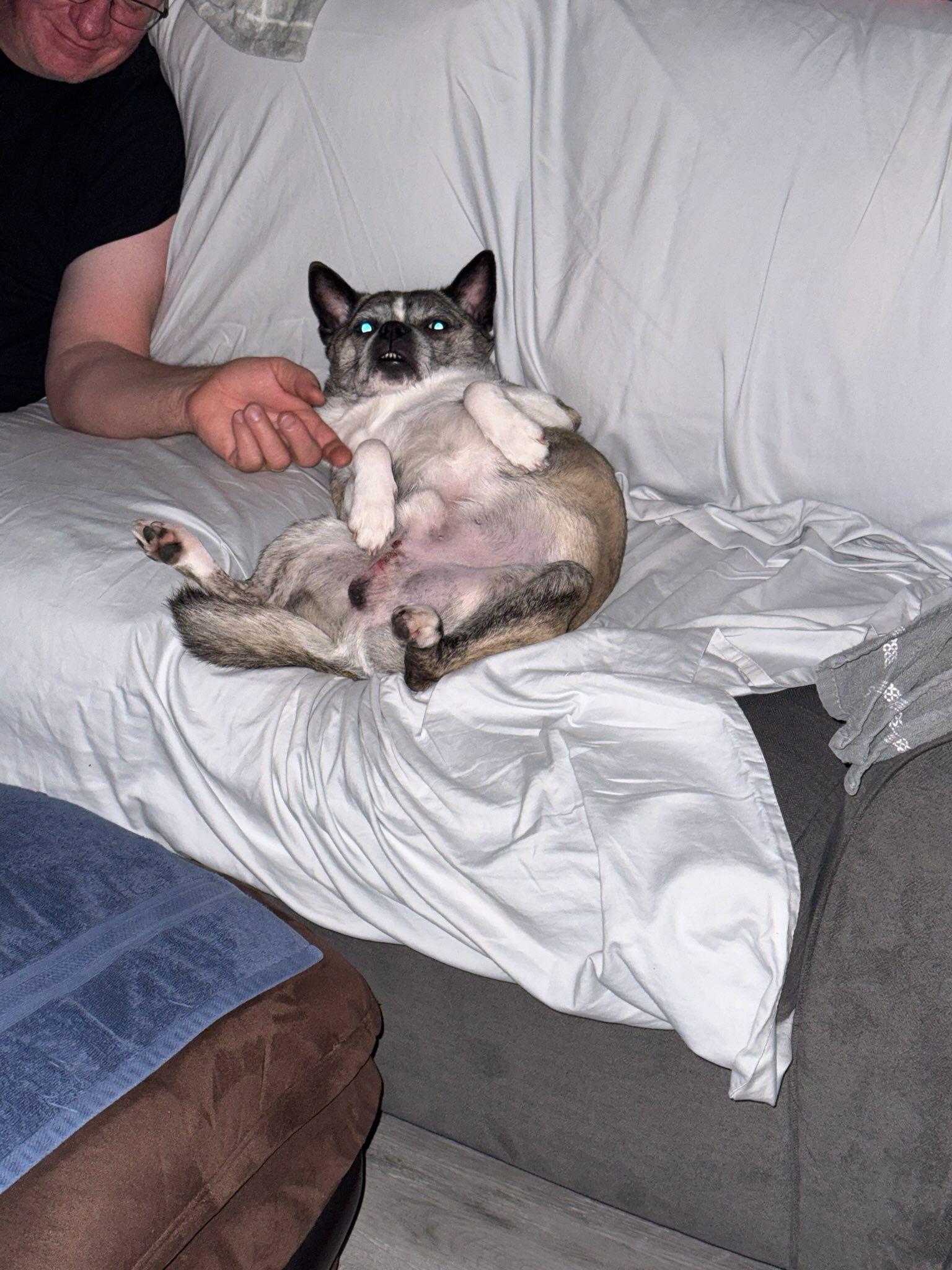 Handsome, a Adoptable Mixed Breed in Lake Cowichan, BC image 3/4