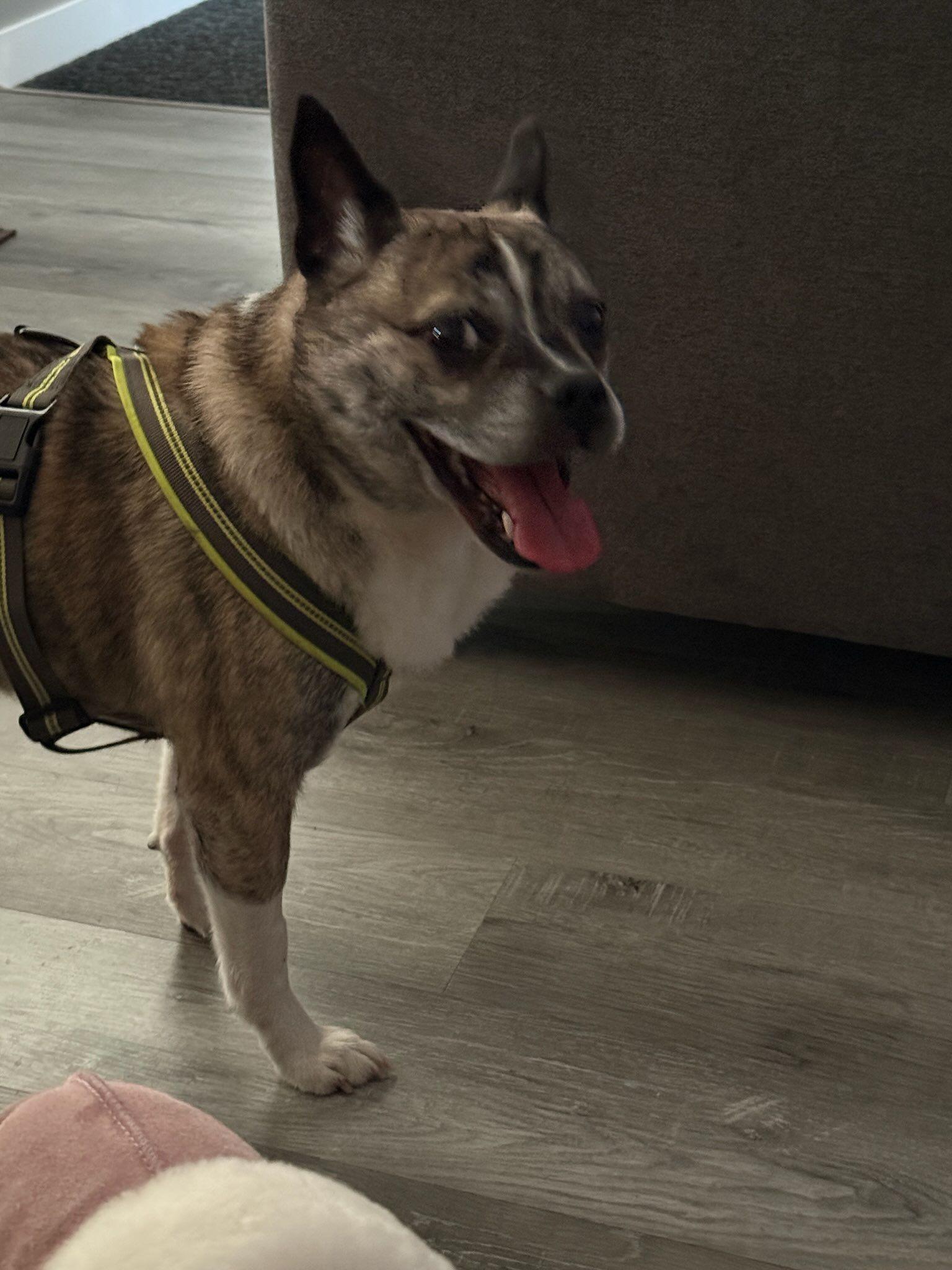 Handsome, a Adoptable Mixed Breed in Lake Cowichan, BC image 4/4