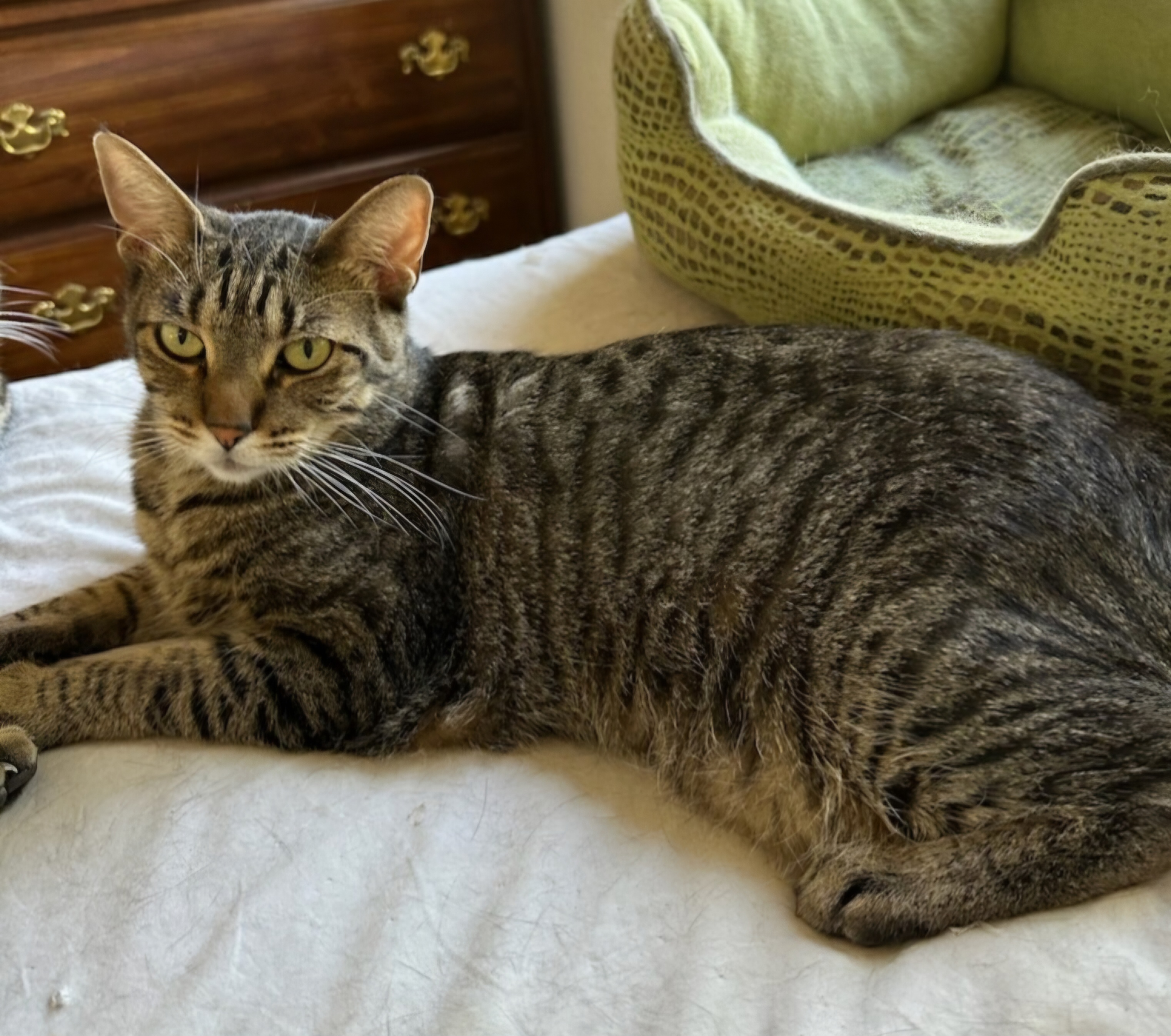 Enlarge Jersey, a Adoptable Domestic Short Hair in Lodi, CA image 1/1