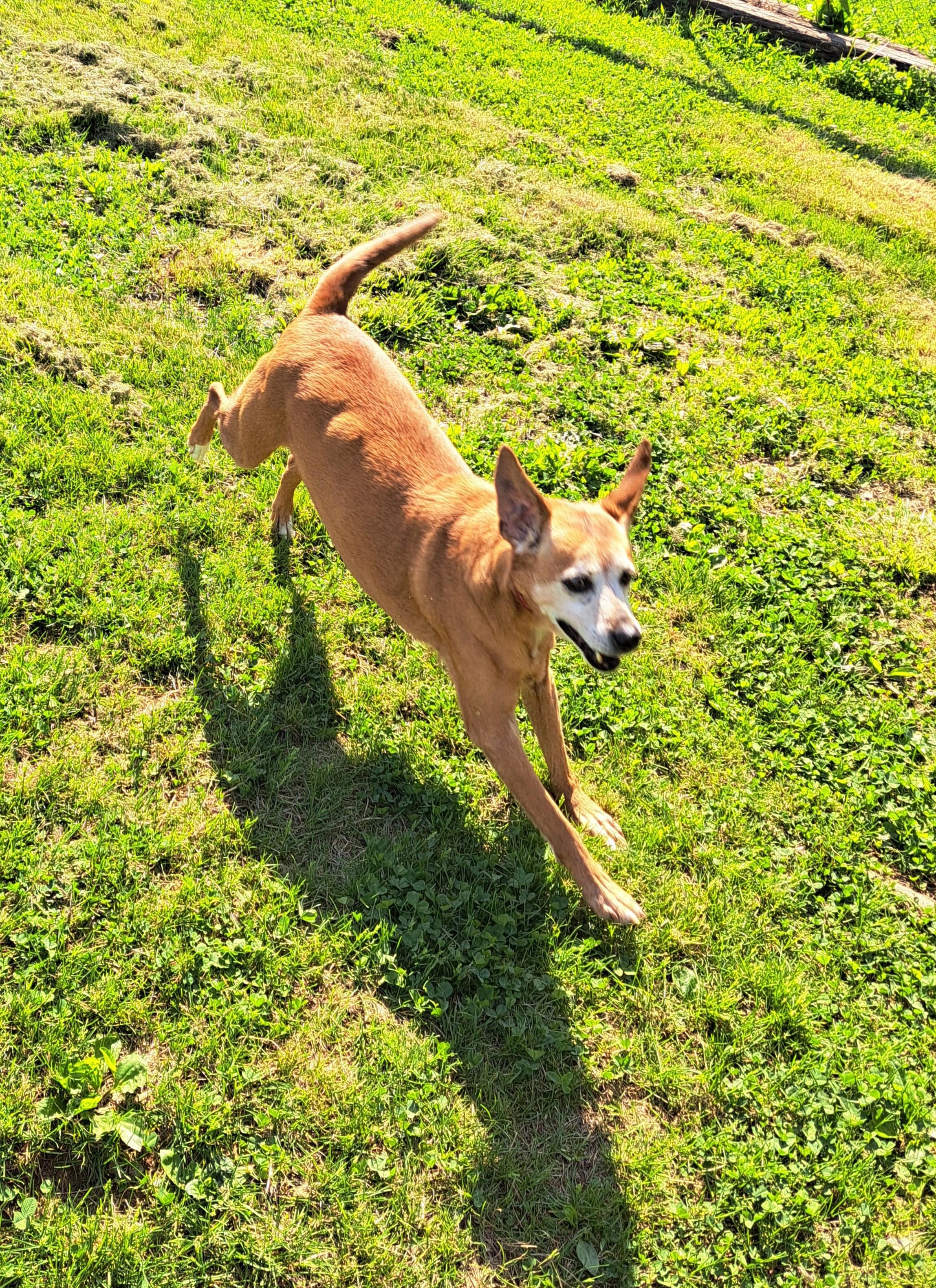 Enlarge Bojangles, an adoptable mixed breed in Lawrenceburg, KY image 3/6
