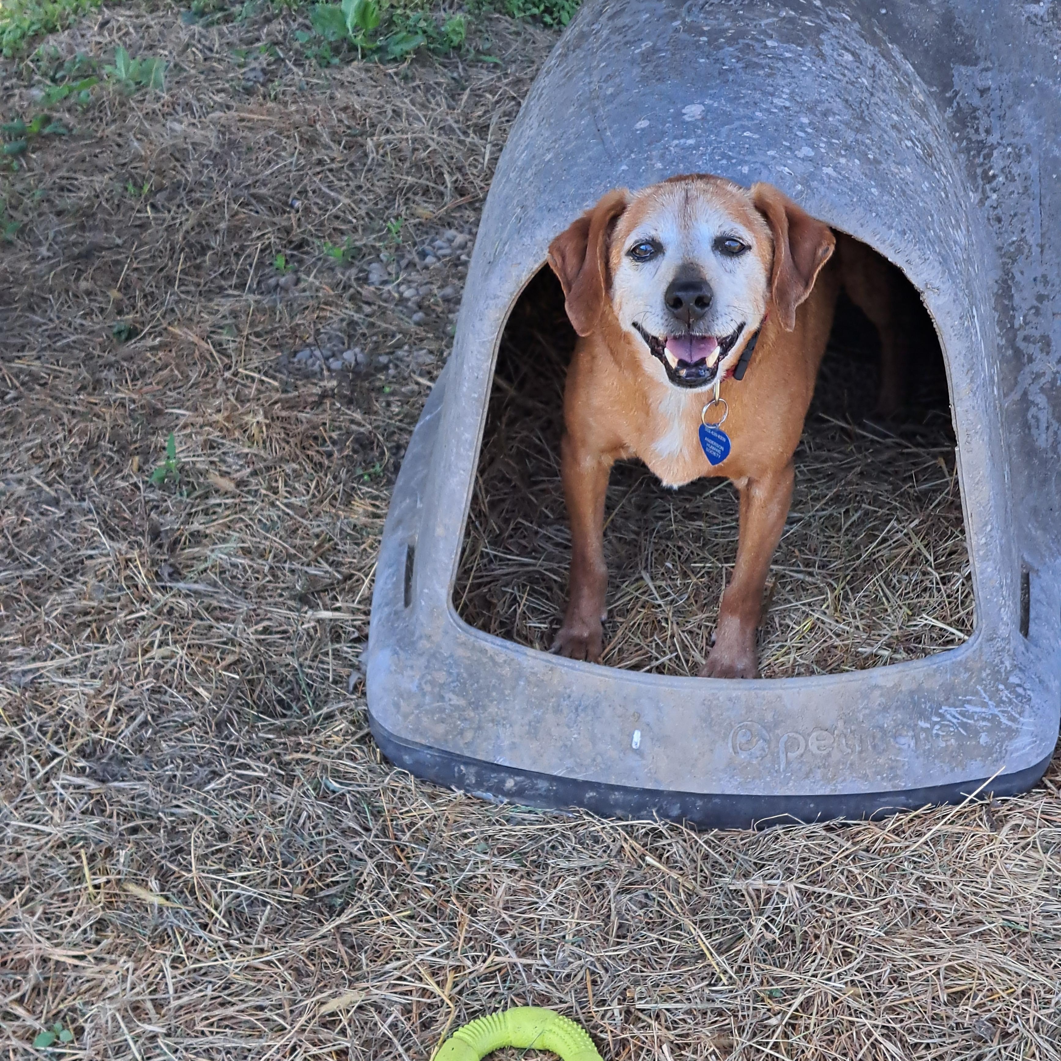Enlarge Bojangles, an adoptable mixed breed in Lawrenceburg, KY image 4/6