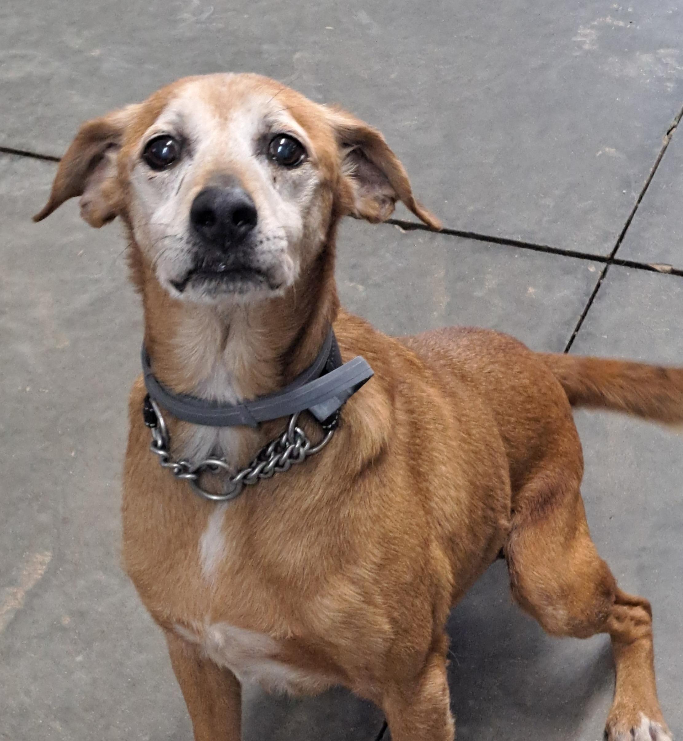 Enlarge Bojangles, a ADOPTABLE mixed breed in Lawrenceburg, KY image 1/1