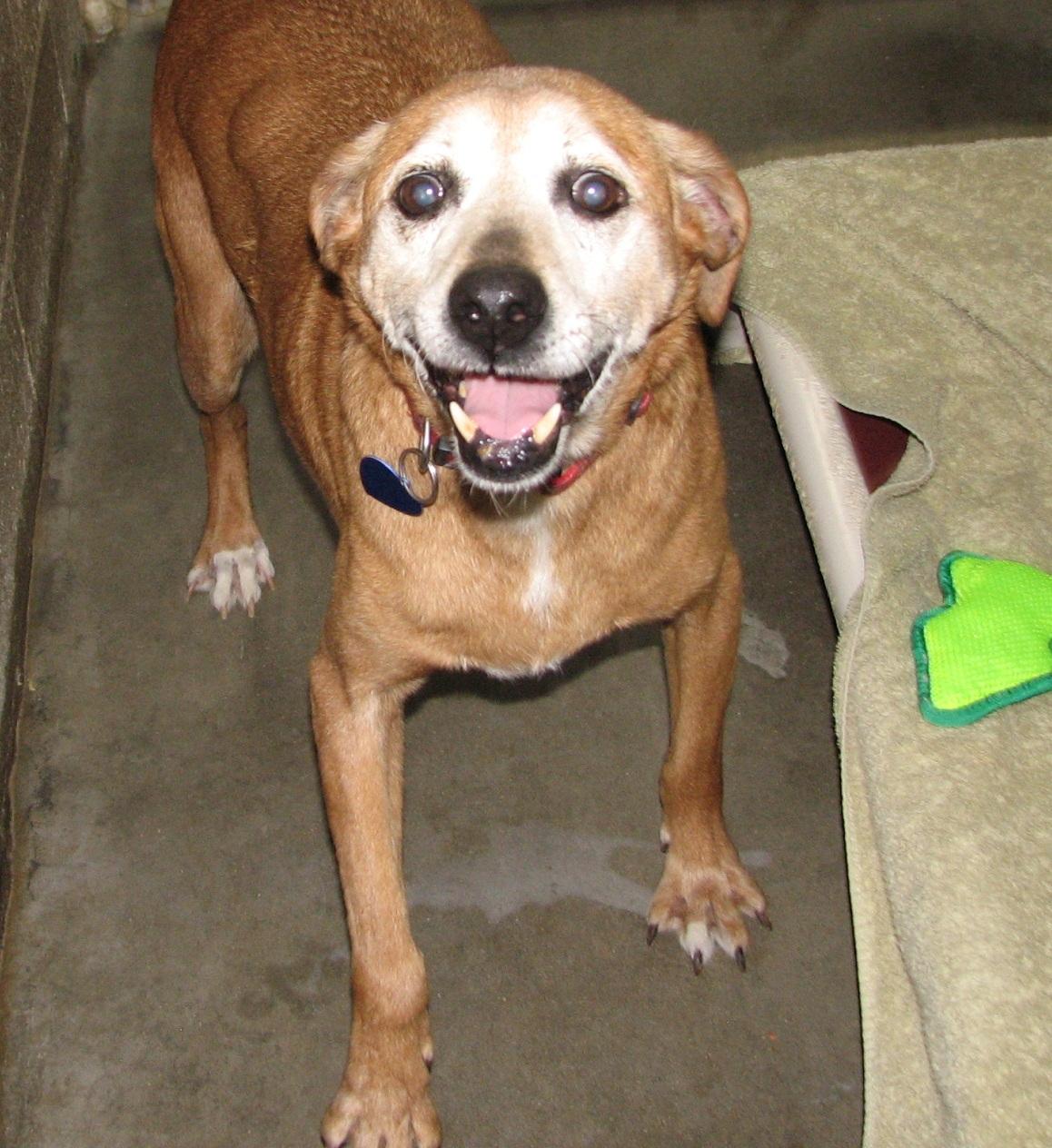 Enlarge Bojangles, an adoptable mixed breed in Lawrenceburg, KY image 4/6