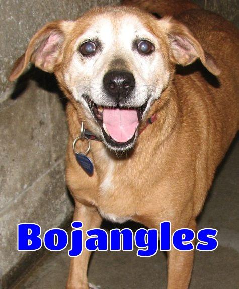 Enlarge Bojangles, an adoptable mixed breed in Lawrenceburg, KY image 1/6