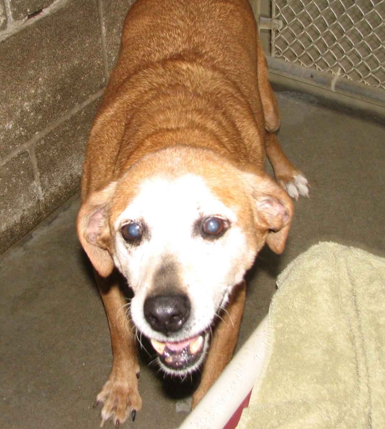 Enlarge Bojangles, an adoptable mixed breed in Lawrenceburg, KY image 5/6