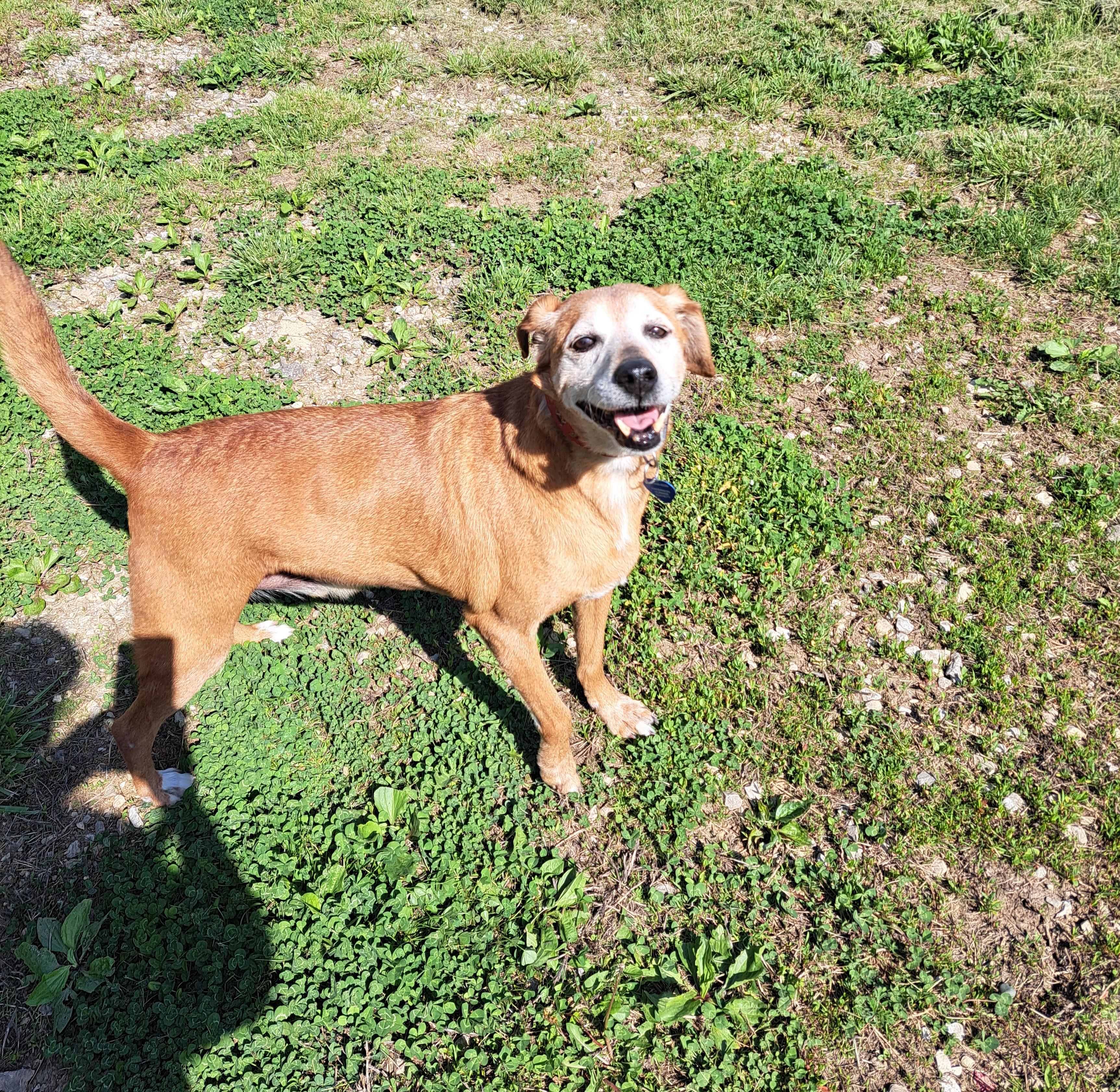 Enlarge Bojangles, an adoptable mixed breed in Lawrenceburg, KY image 5/6