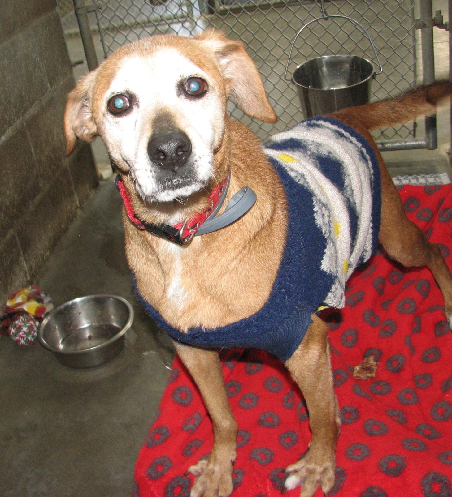 Enlarge Bojangles, an adoptable mixed breed in Lawrenceburg, KY image 6/6