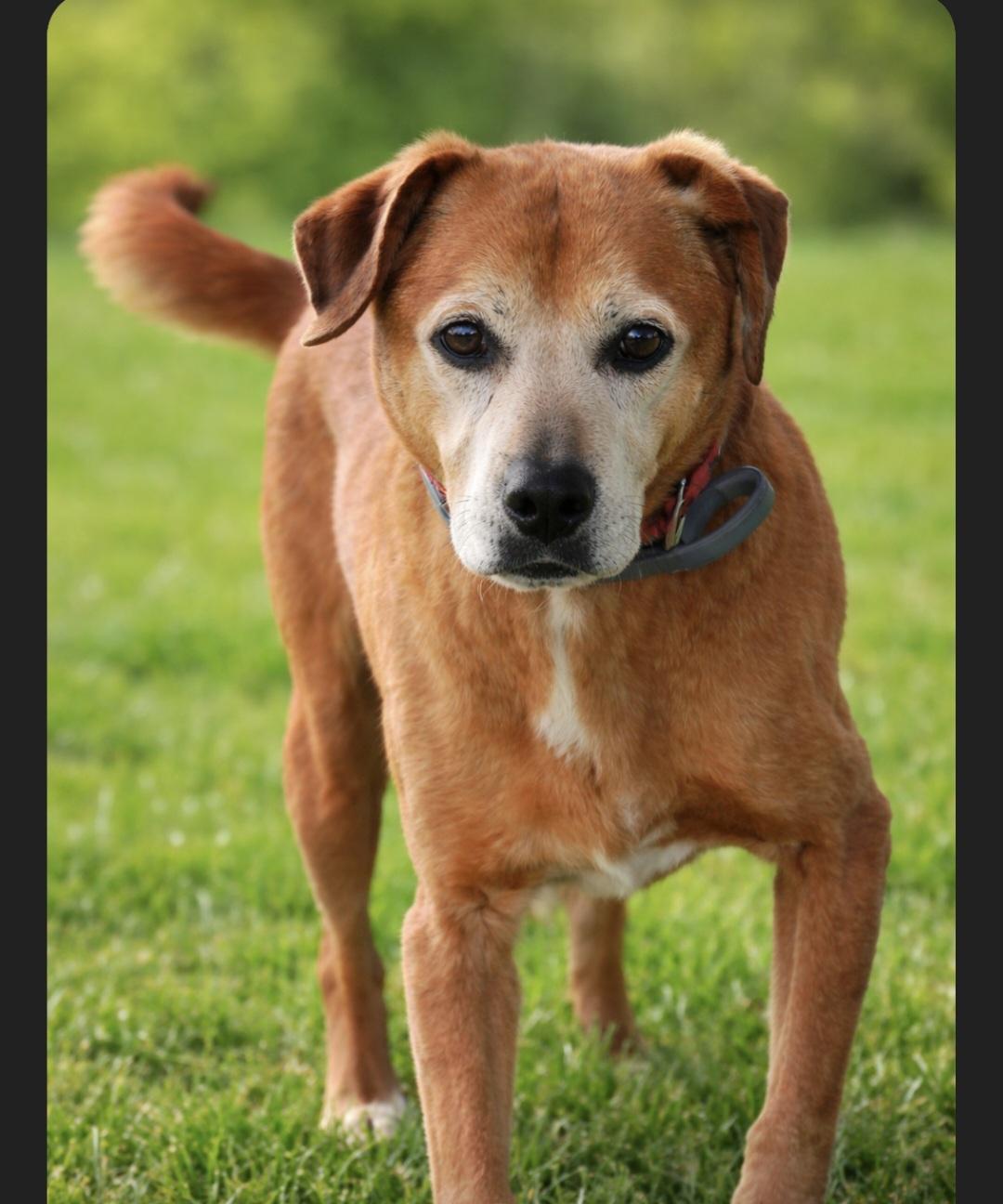Bojangles, adoptable, Senior Male Hound & Mixed Breed.