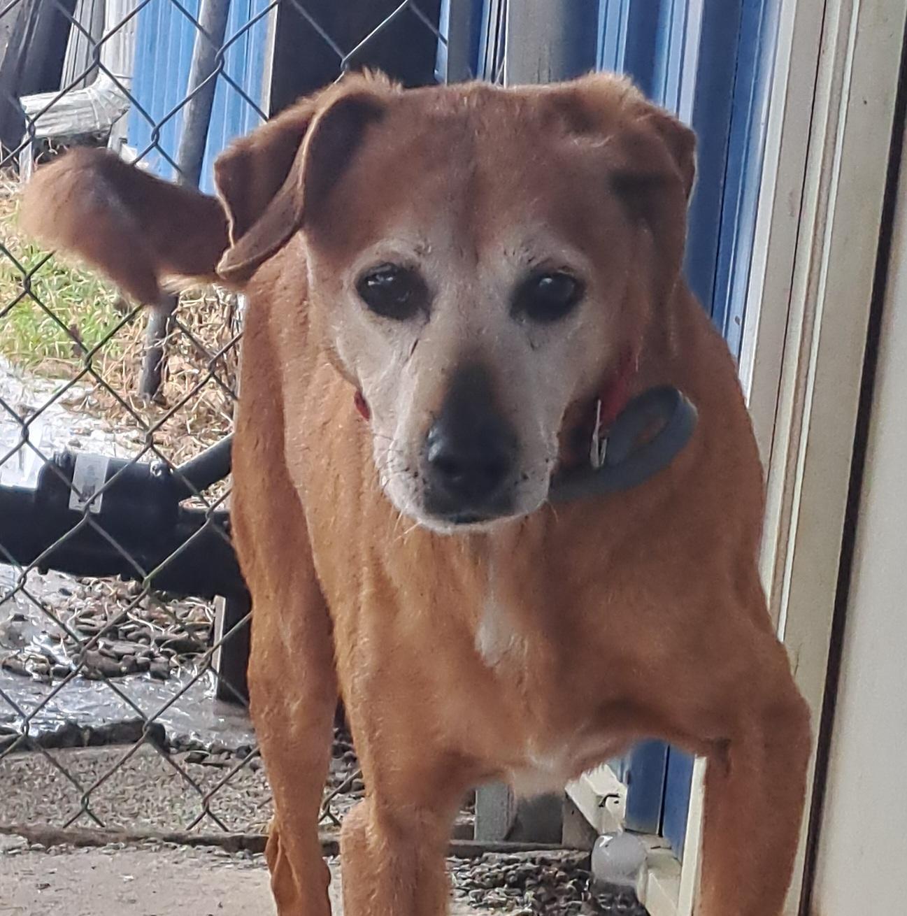 Enlarge Bojangles, an adoptable mixed breed in Lawrenceburg, KY image 2/6