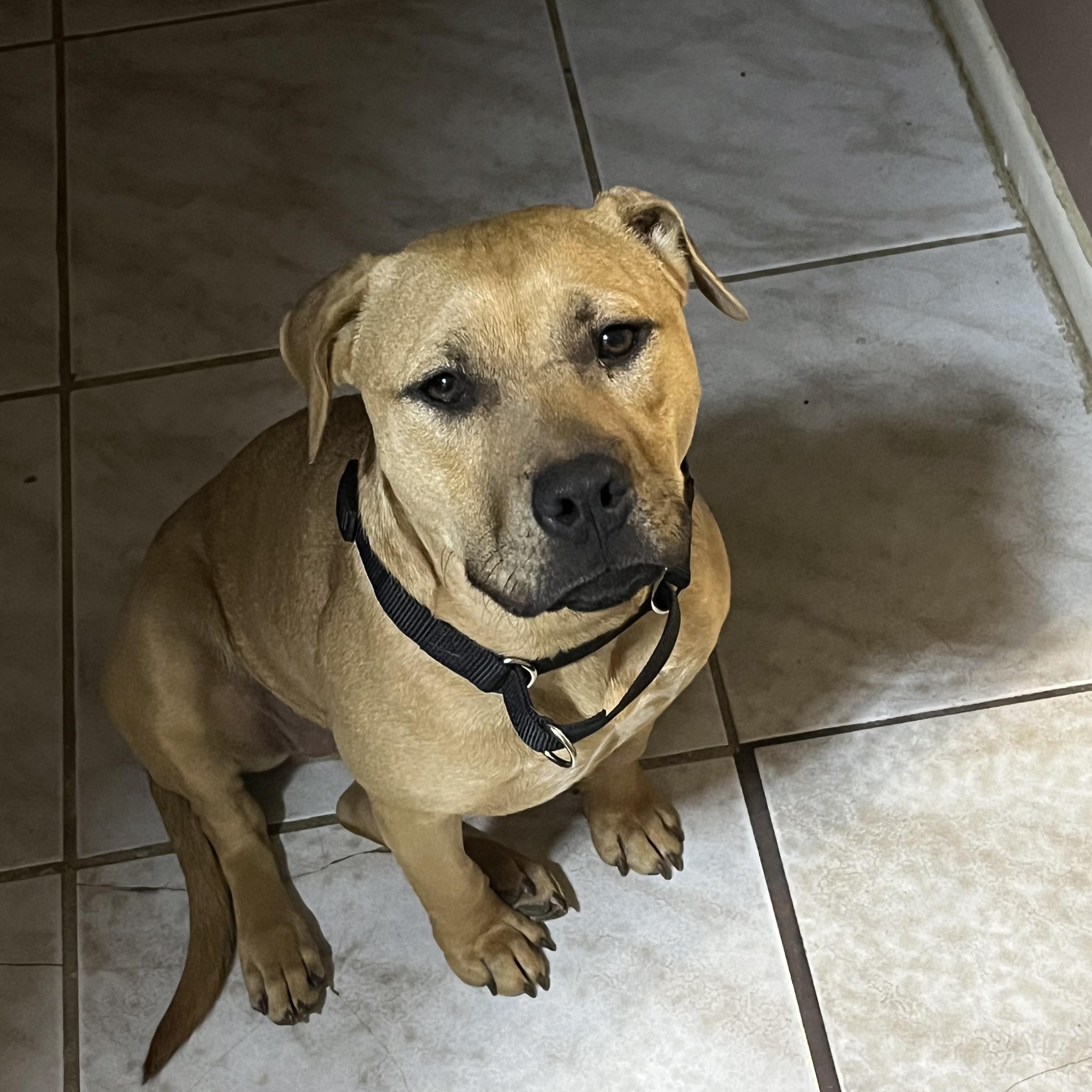 Trix , a Adoptable mixed breed in Salem, VA image 3/4