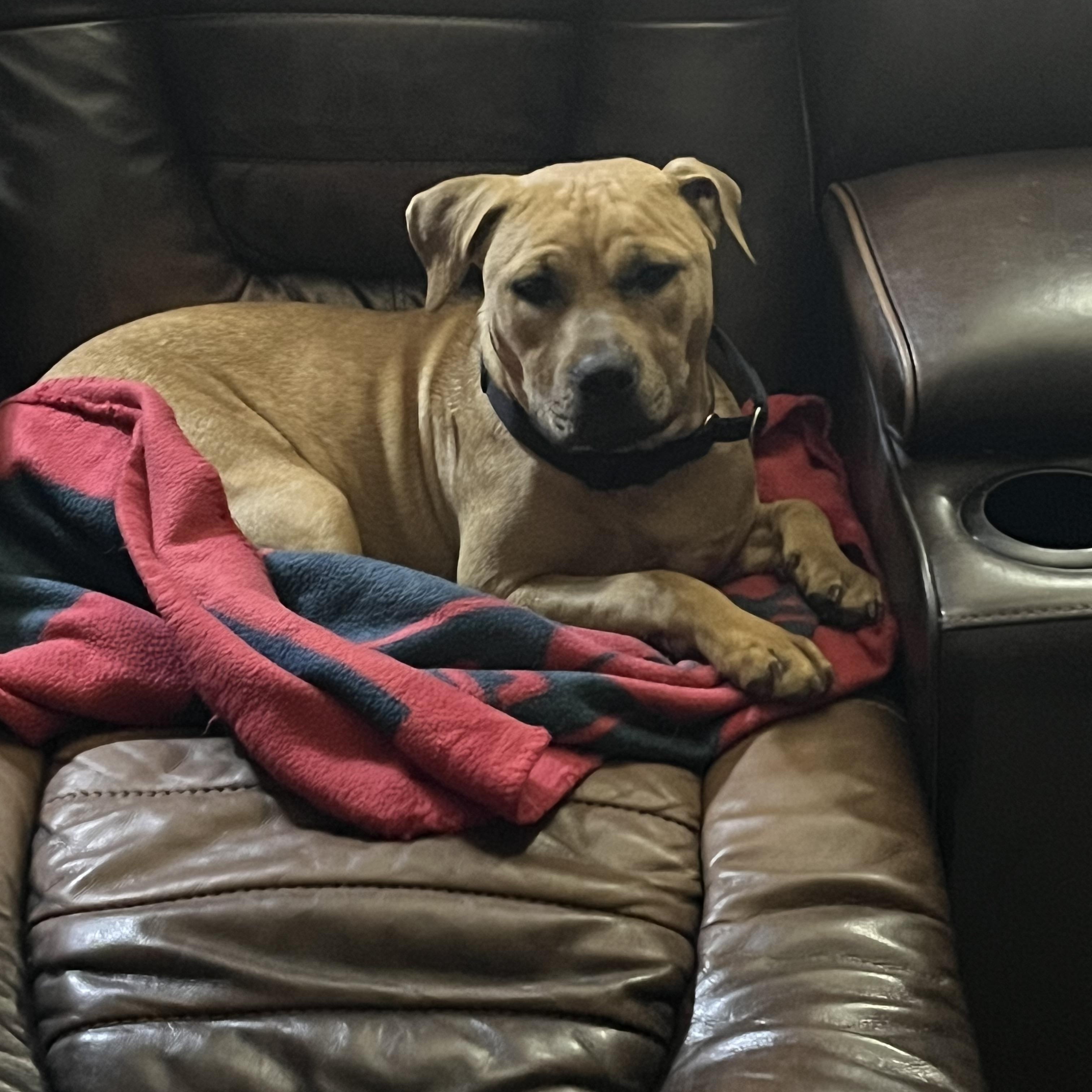 Trix , a Adoptable mixed breed in Salem, VA image 1/4