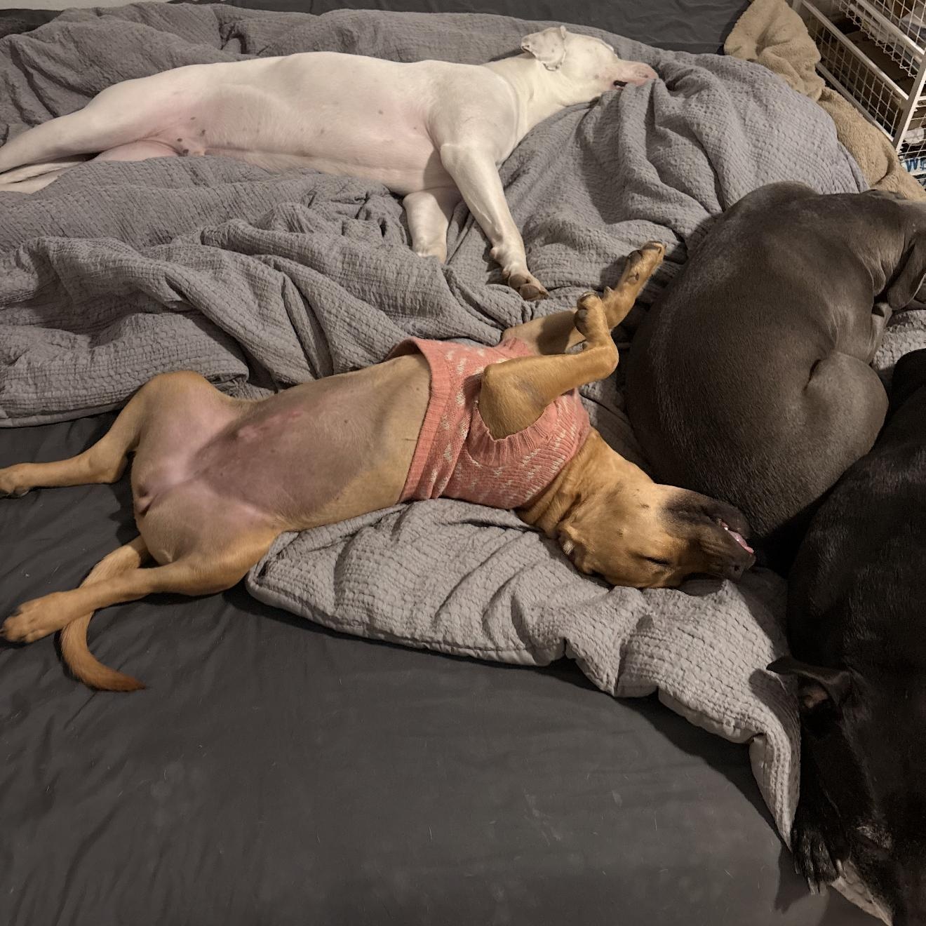 Trix , a Adoptable mixed breed in Salem, VA image 2/4