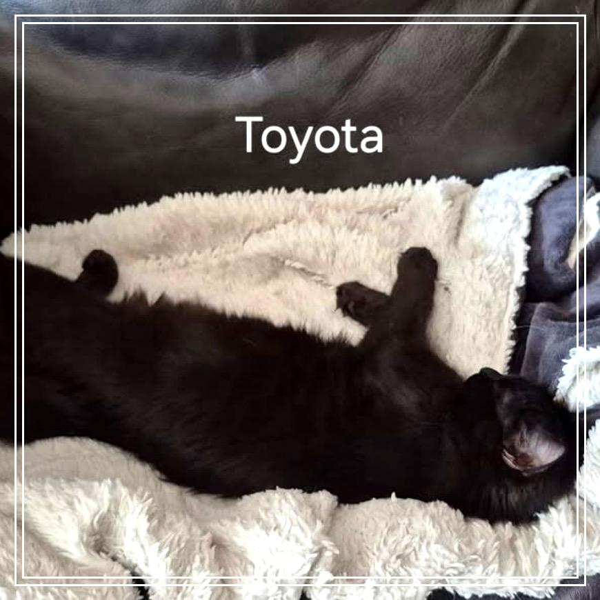 Toyota (bonded to Ford), Adoptable, Young Female Domestic Long Hair.