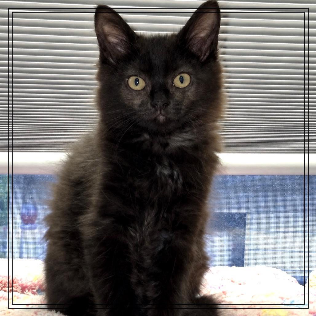 Enlarge Toyota (bonded to Ford), a Adoptable Domestic Long Hair in Monroe, MI image 3/4