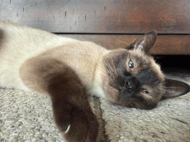 Tulsi, ADOPTABLE, Young Female Siamese.