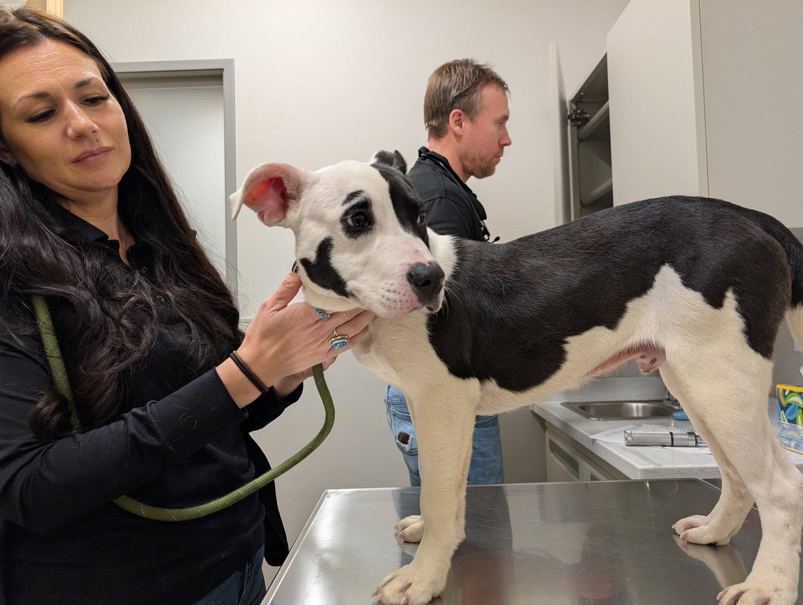 Adoption Pending - Puppy - Buddy, Adoptable, Puppy Male Mixed Breed.