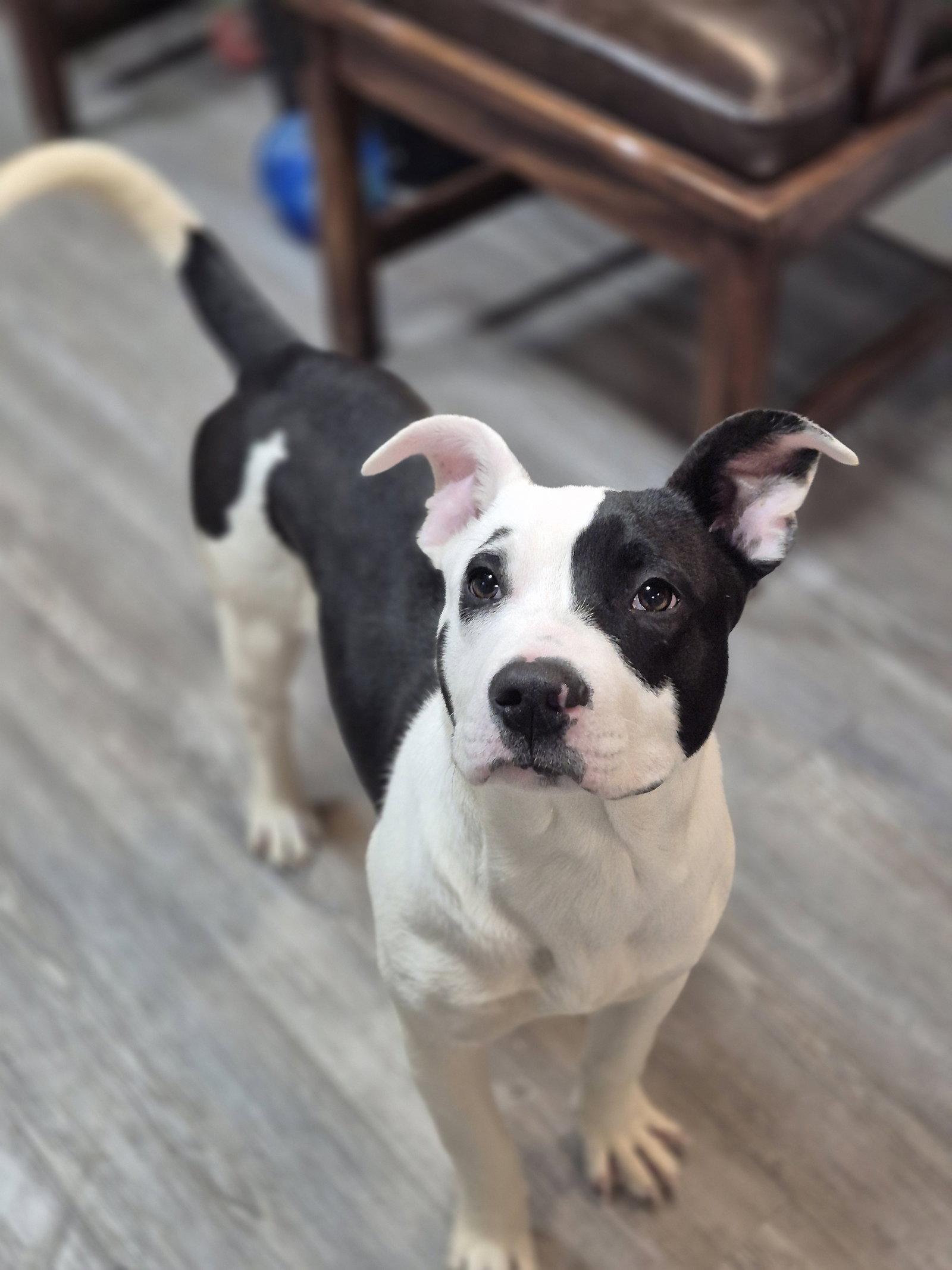 Adoption Pending - Puppy - Buddy, a Adoptable Mixed Breed in Emmett, ID image 2/3