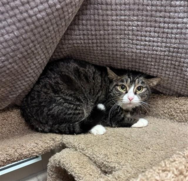 GRIMACE SCALE, Adoptable, Adult Female Domestic Short Hair.