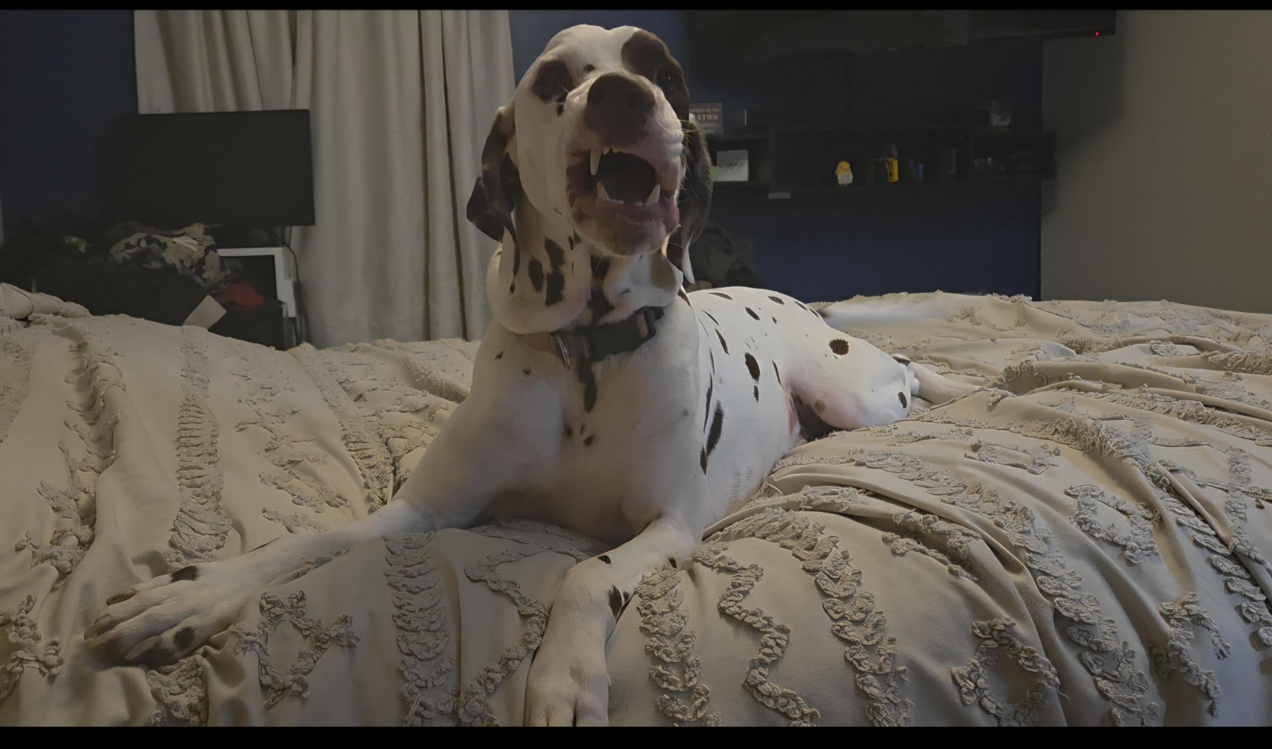 Enlarge Captain-Kansas City, MO, a Adoptable Dalmatian in Kansas City, MO image 2/4
