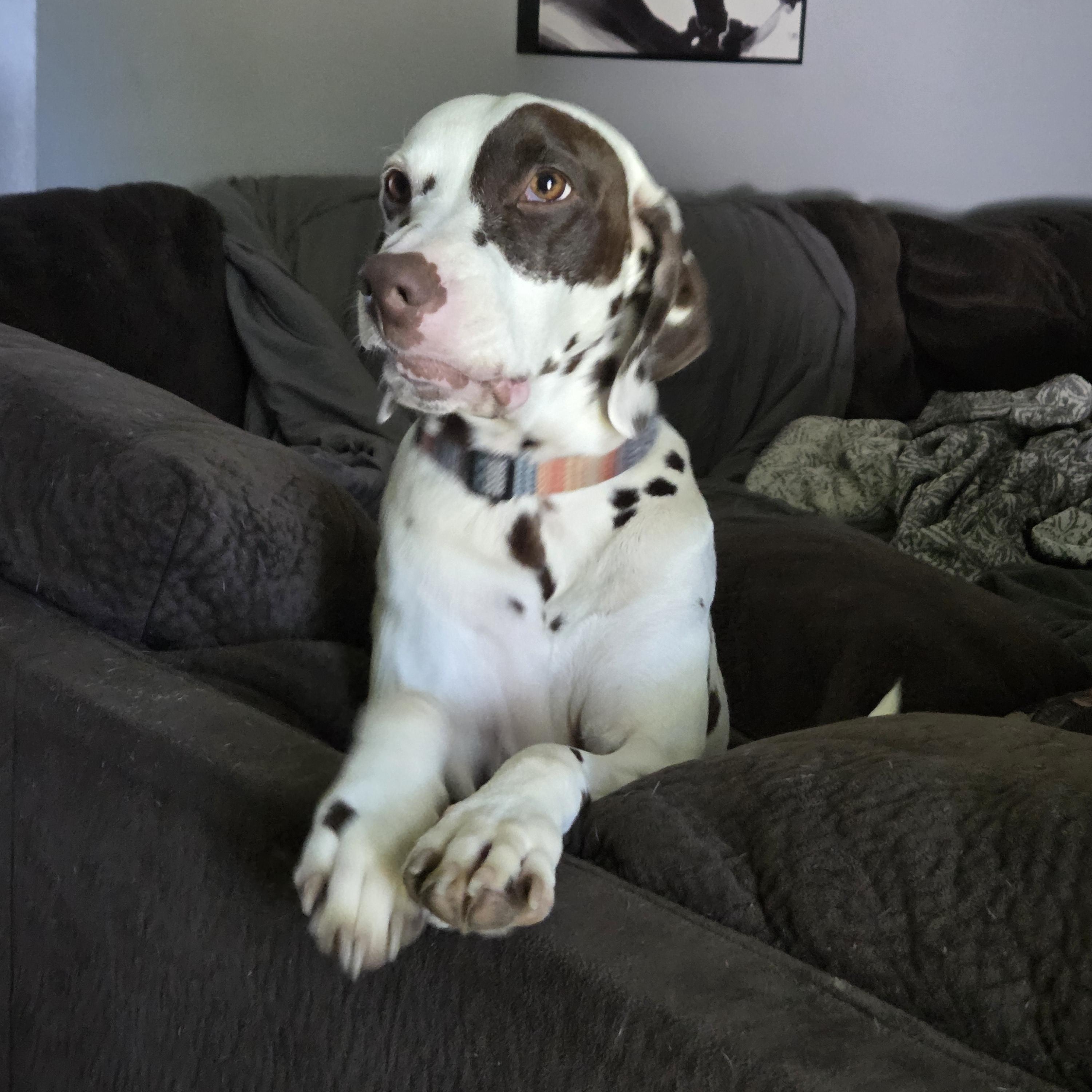Enlarge Captain-Kansas City, MO, a Adoptable Dalmatian in Kansas City, MO image 3/4