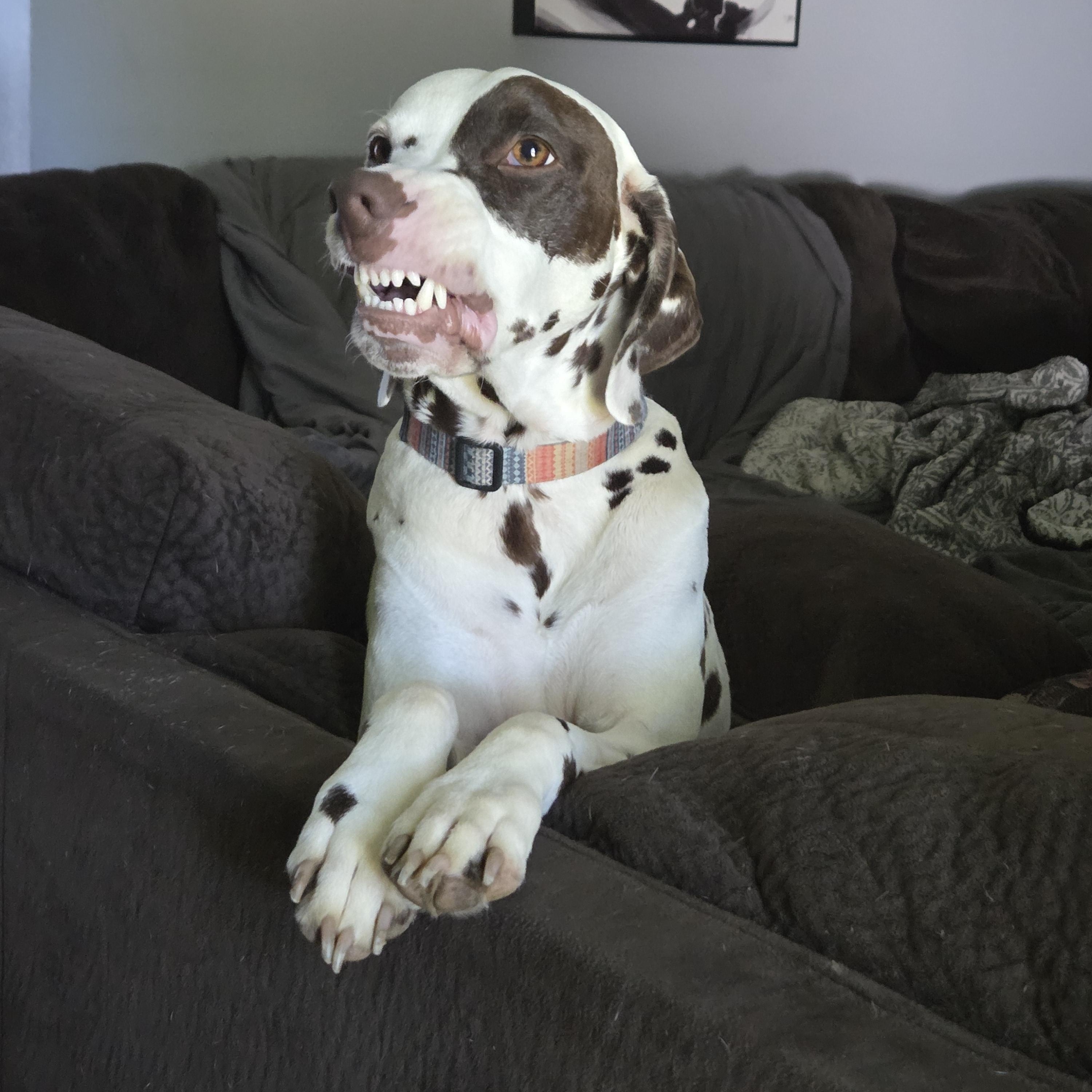 Enlarge Captain-Kansas City, MO, a Adoptable Dalmatian in Kansas City, MO image 4/4