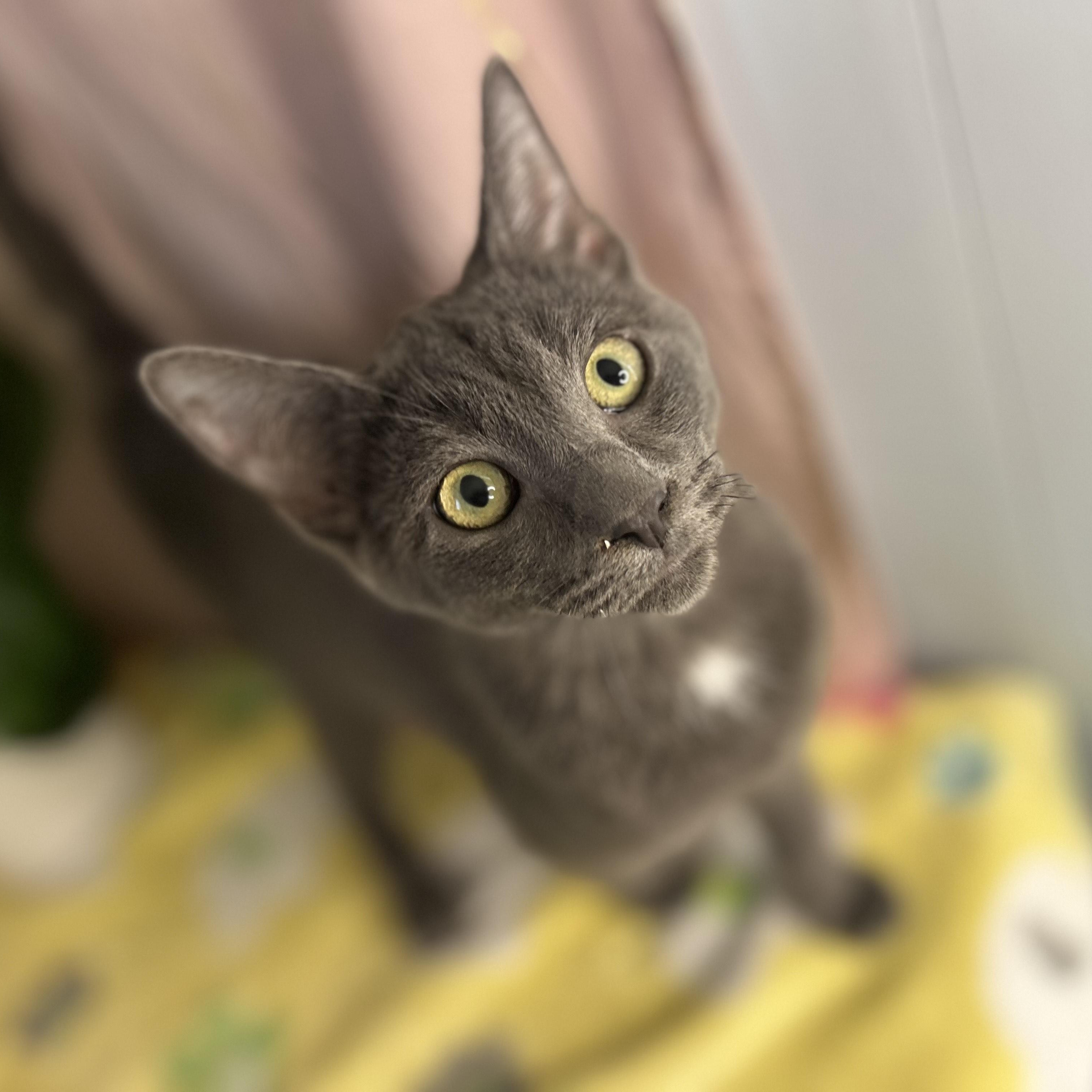 Rozz — thumbnail 2