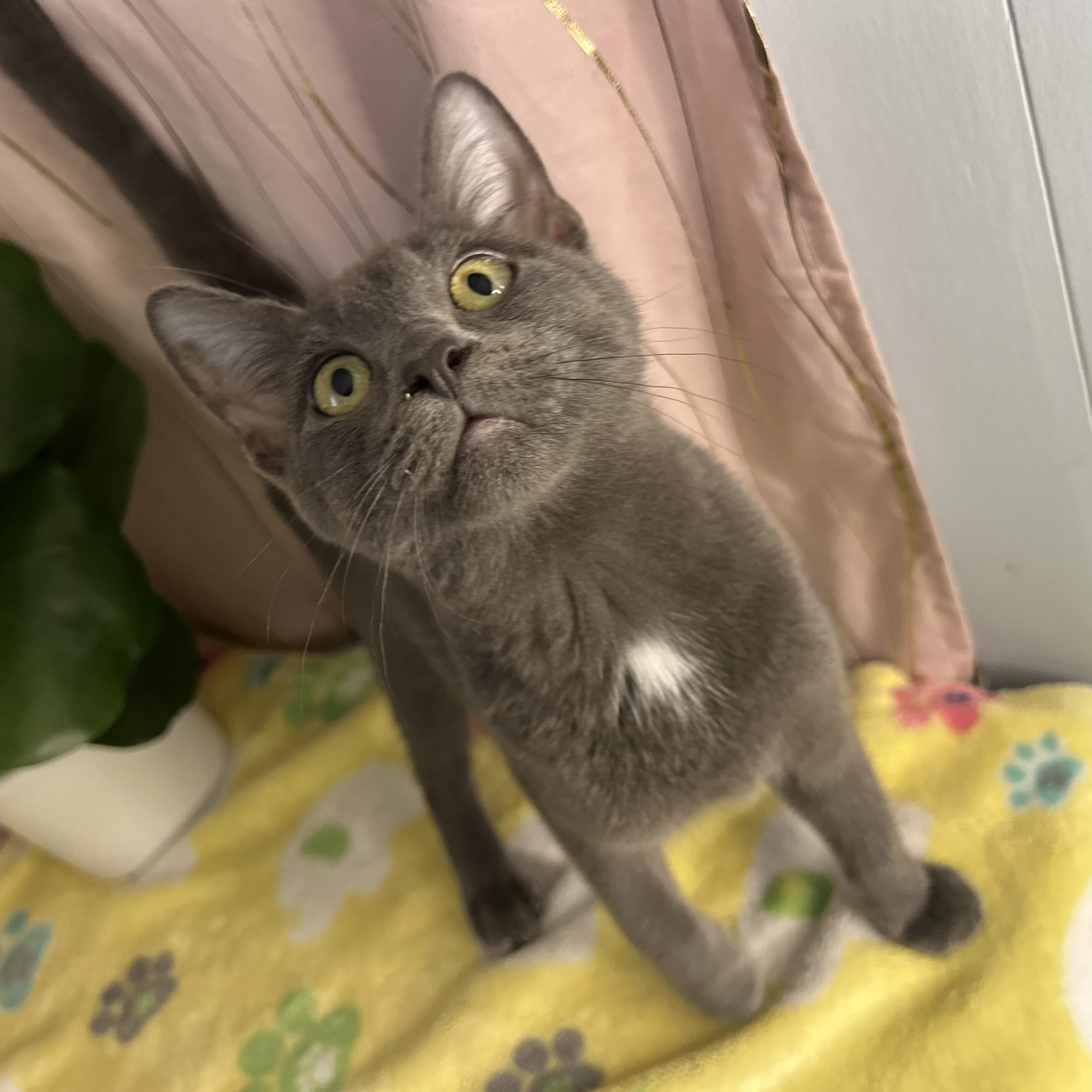 Rozz — thumbnail 3