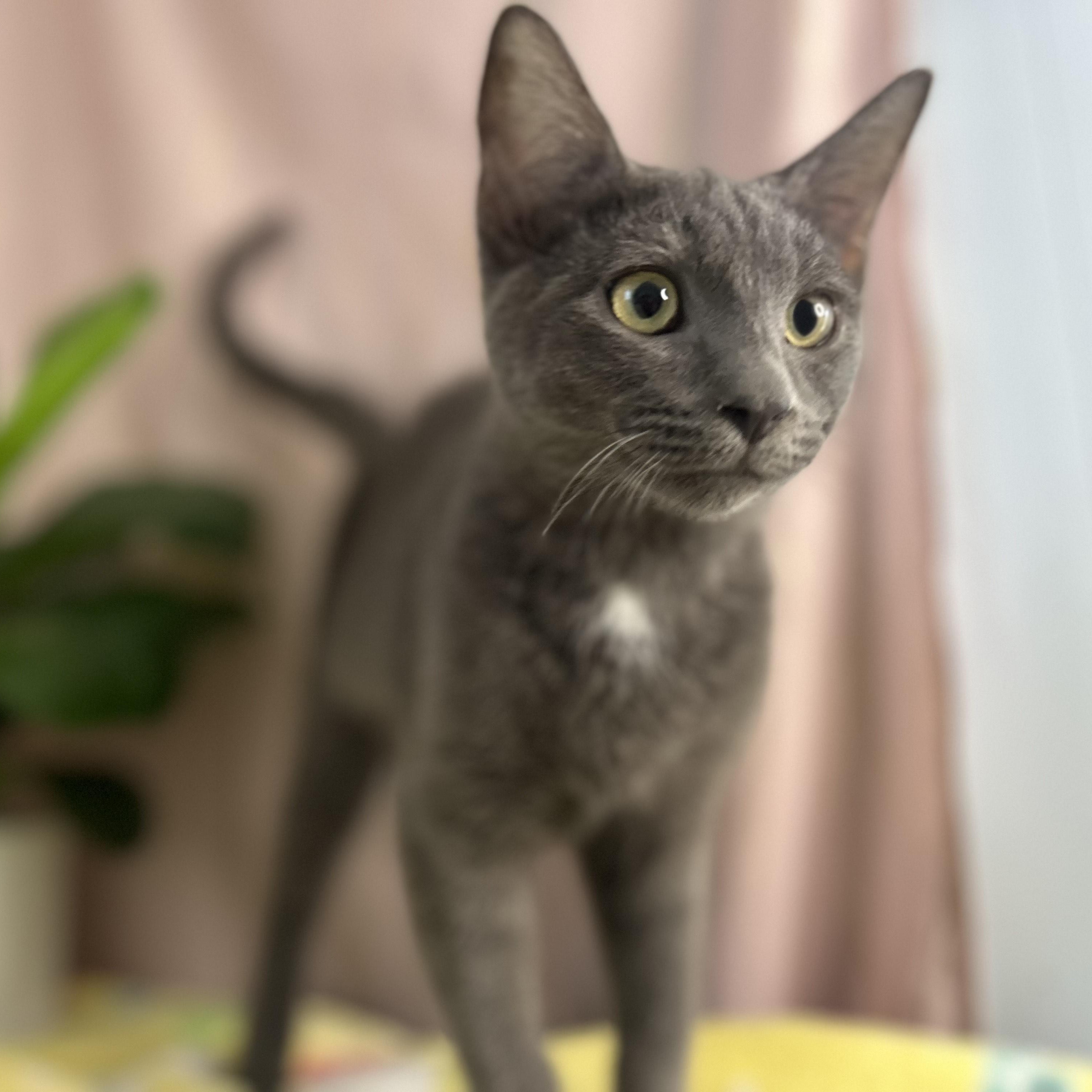 Rozz — thumbnail 5