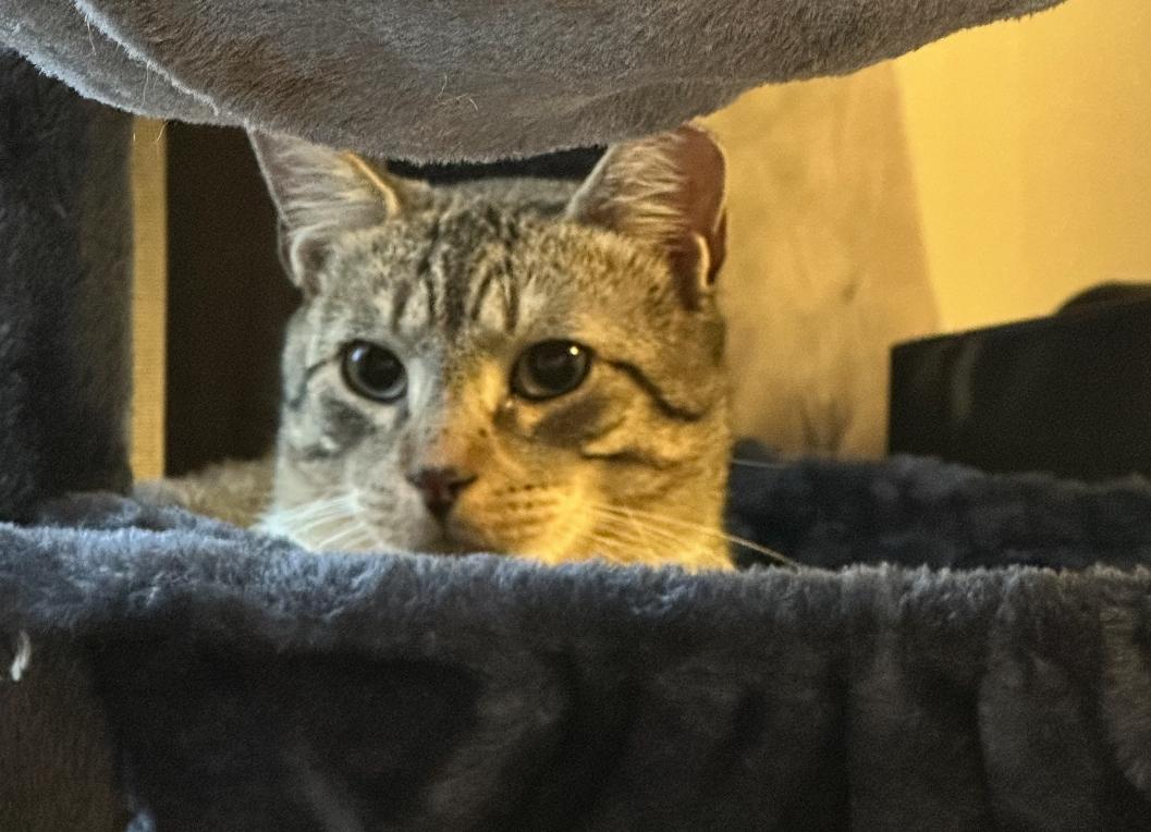 Bojangles ( Sweet , Friendly & playful), a Adoptable American Shorthair in Staten Island, NY image 6/6