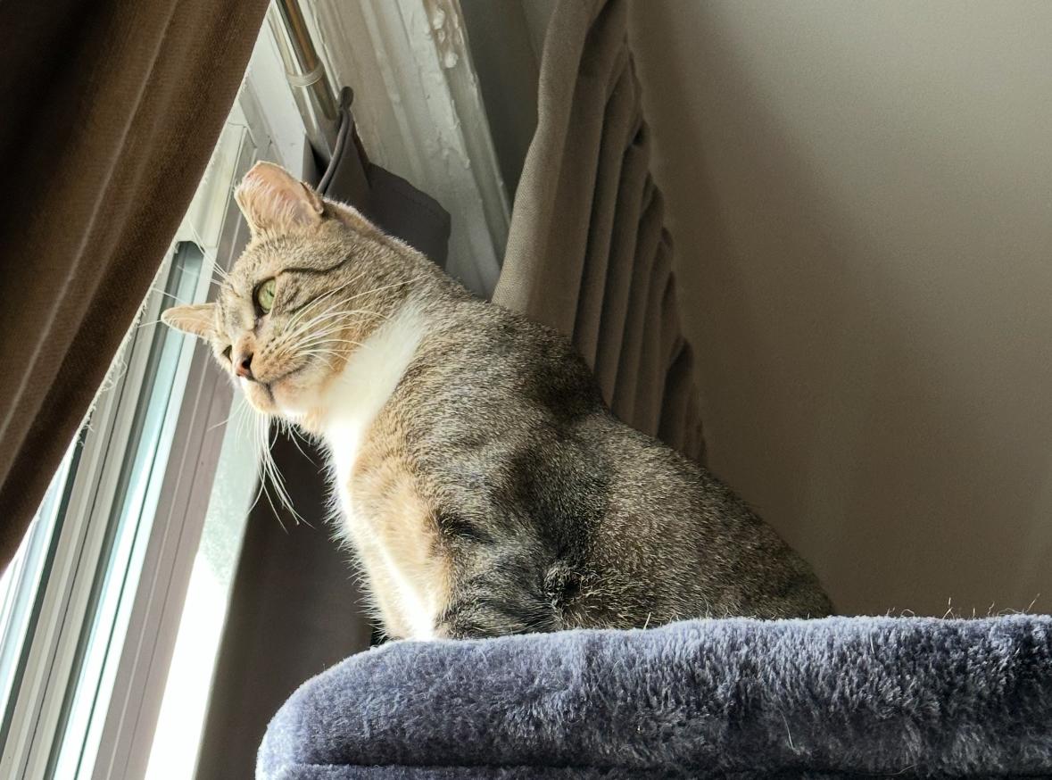 Bojangles ( Sweet , Friendly & playful), a Adoptable American Shorthair in Staten Island, NY image 4/6