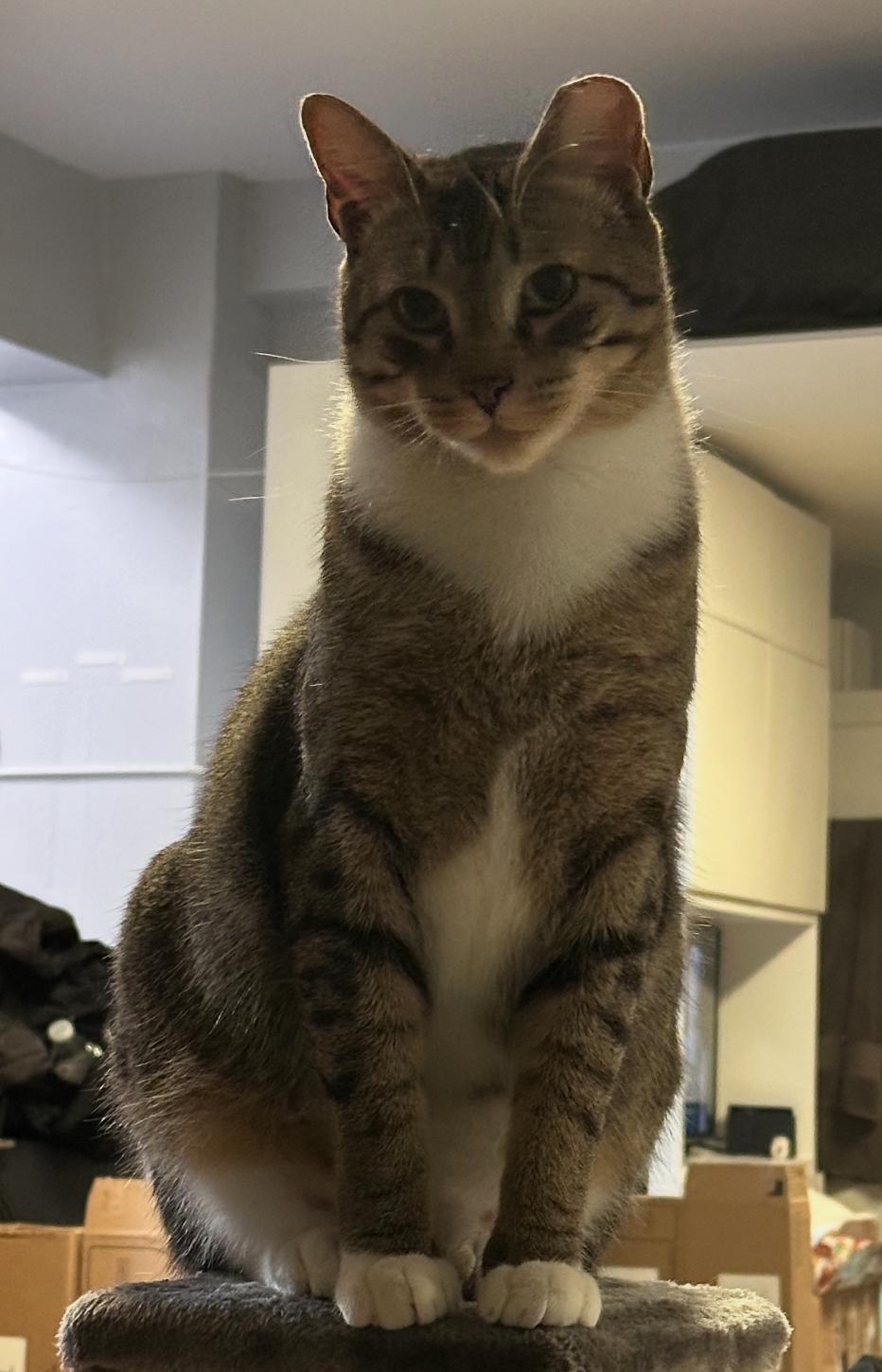 Bojangles ( Sweet , Friendly & playful), a Adoptable American Shorthair in Staten Island, NY image 1/6