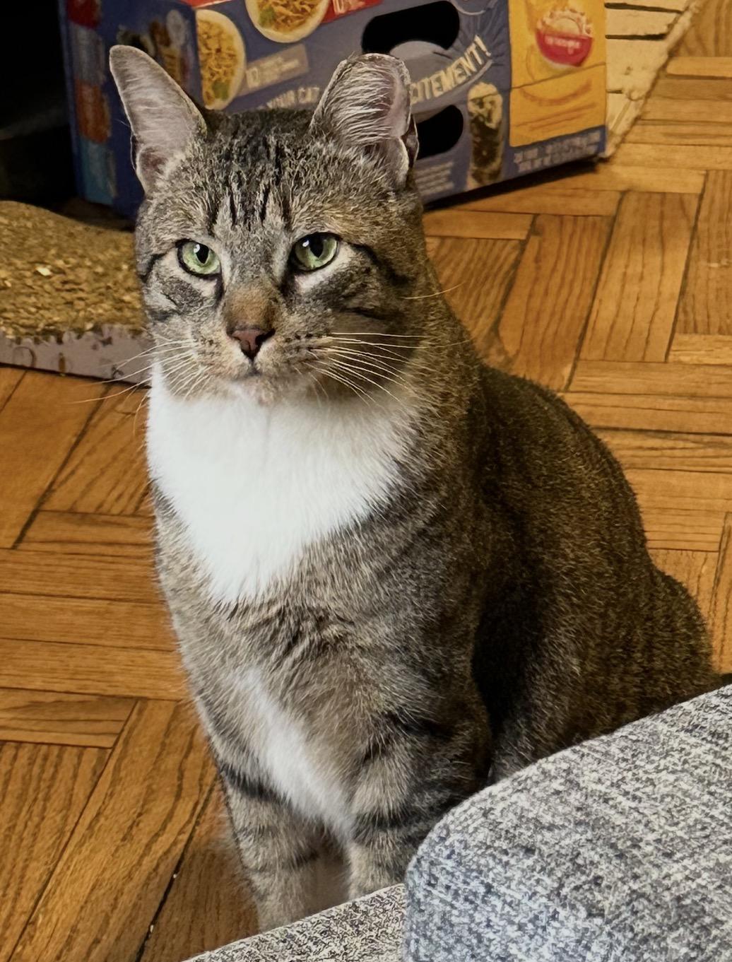 Bojangles ( Sweet , Friendly & playful), Adoptable, Adult Male Domestic Short Hair.