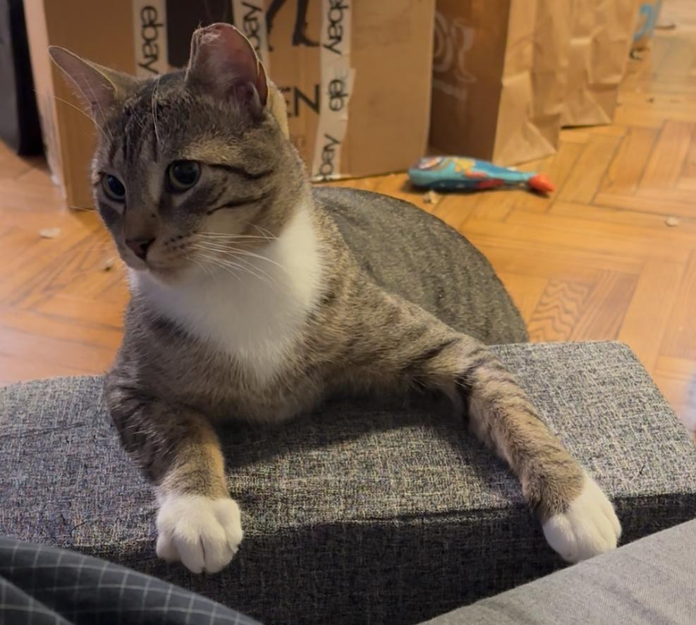 Bojangles ( Sweet , Friendly & playful), a Adoptable American Shorthair in Staten Island, NY image 5/6